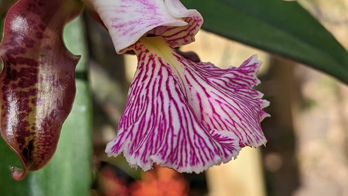 Cattleya schilleriana x sib | Mounted on Teak or Cork | Live orchid plant