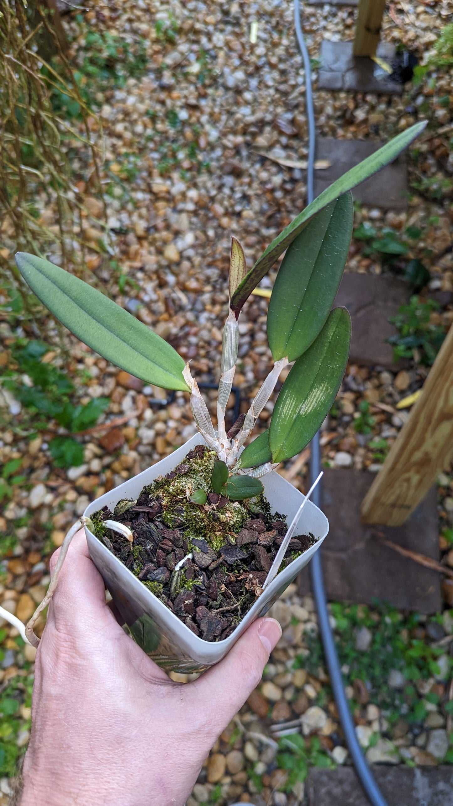 Cattleya schilleriana x sib | Fragrant species | Live orchid plant