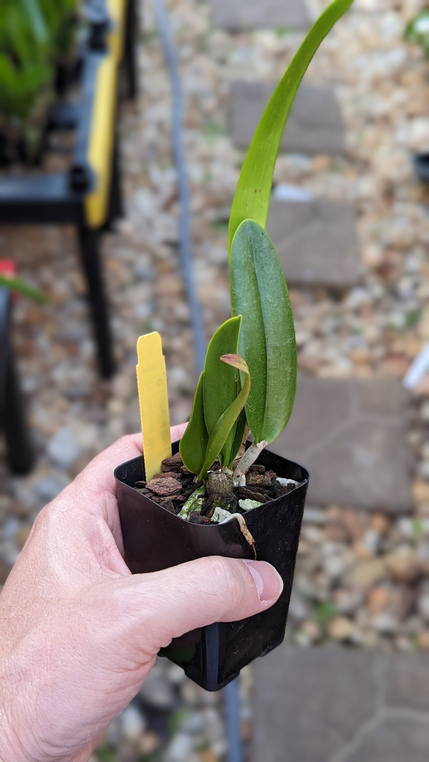 Bc. Keowee 'Mendenhall' AM/AOS | NBS | 3" pots