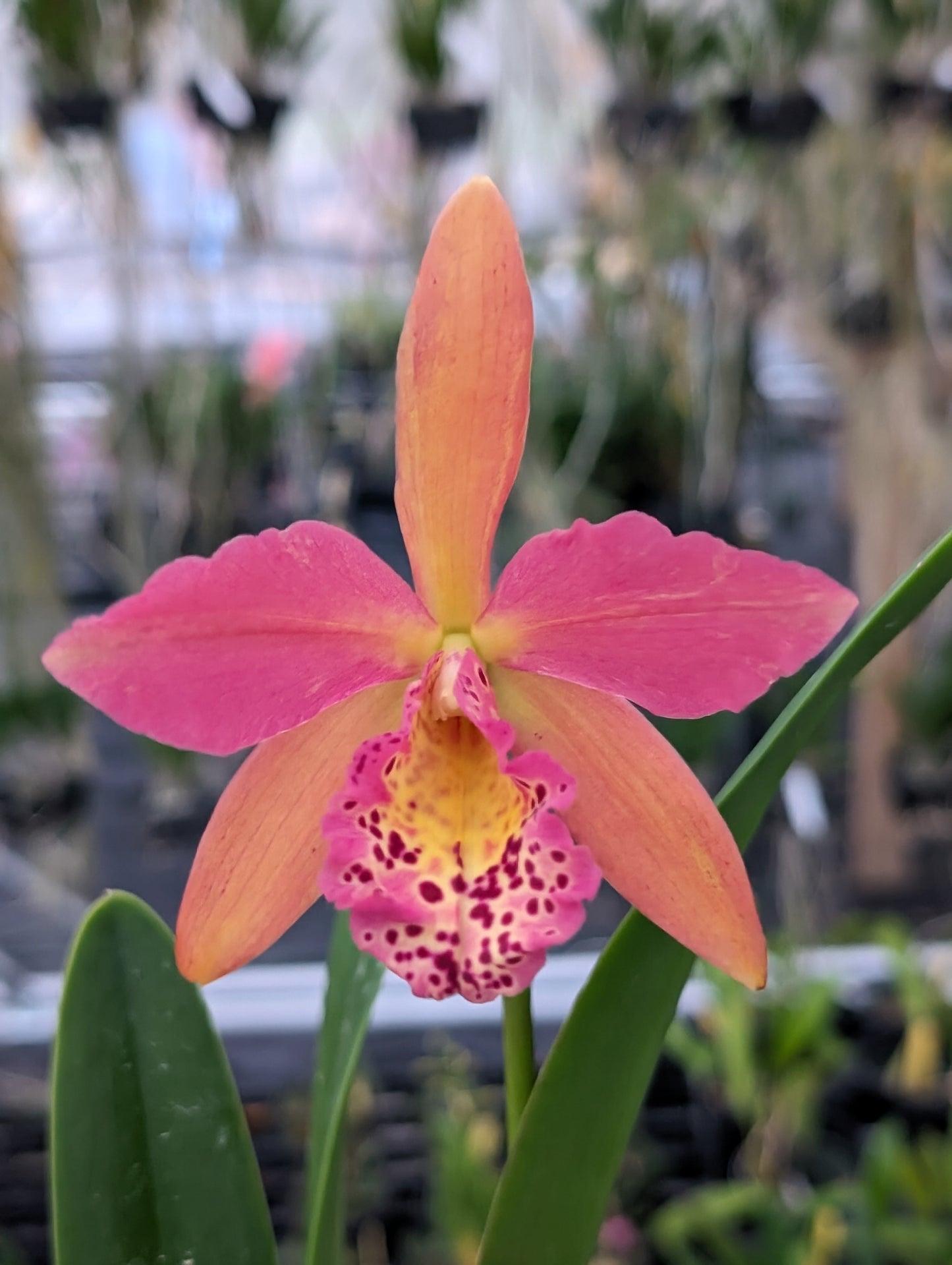 Rhynchobrassoleya Copper Queen