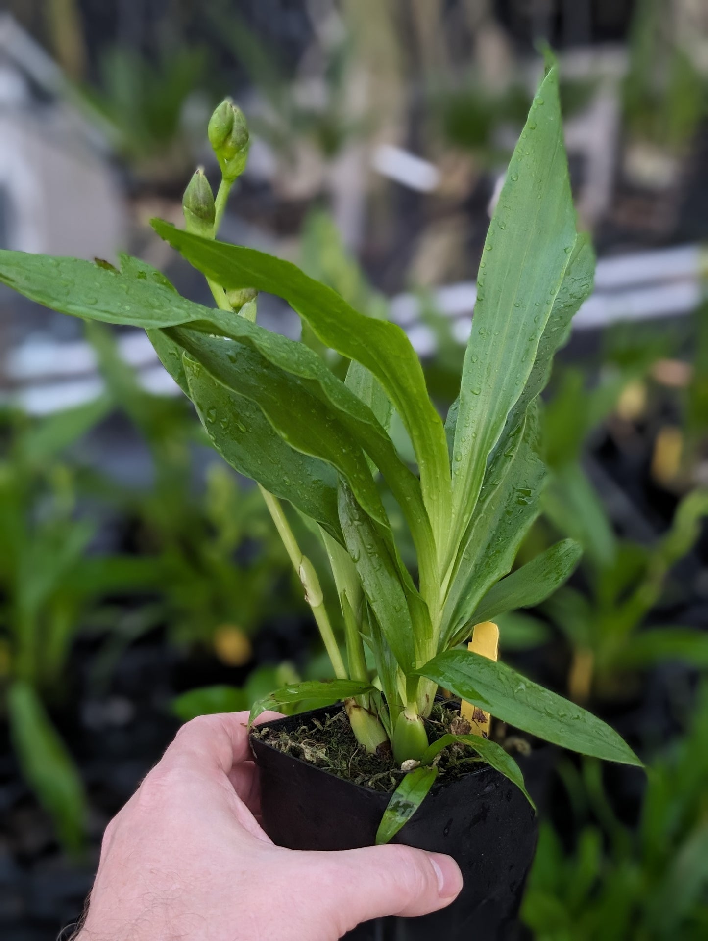 Zygopetalum Advance Australia 'HOF' AM/AOS / Very Fragrant / In Spike