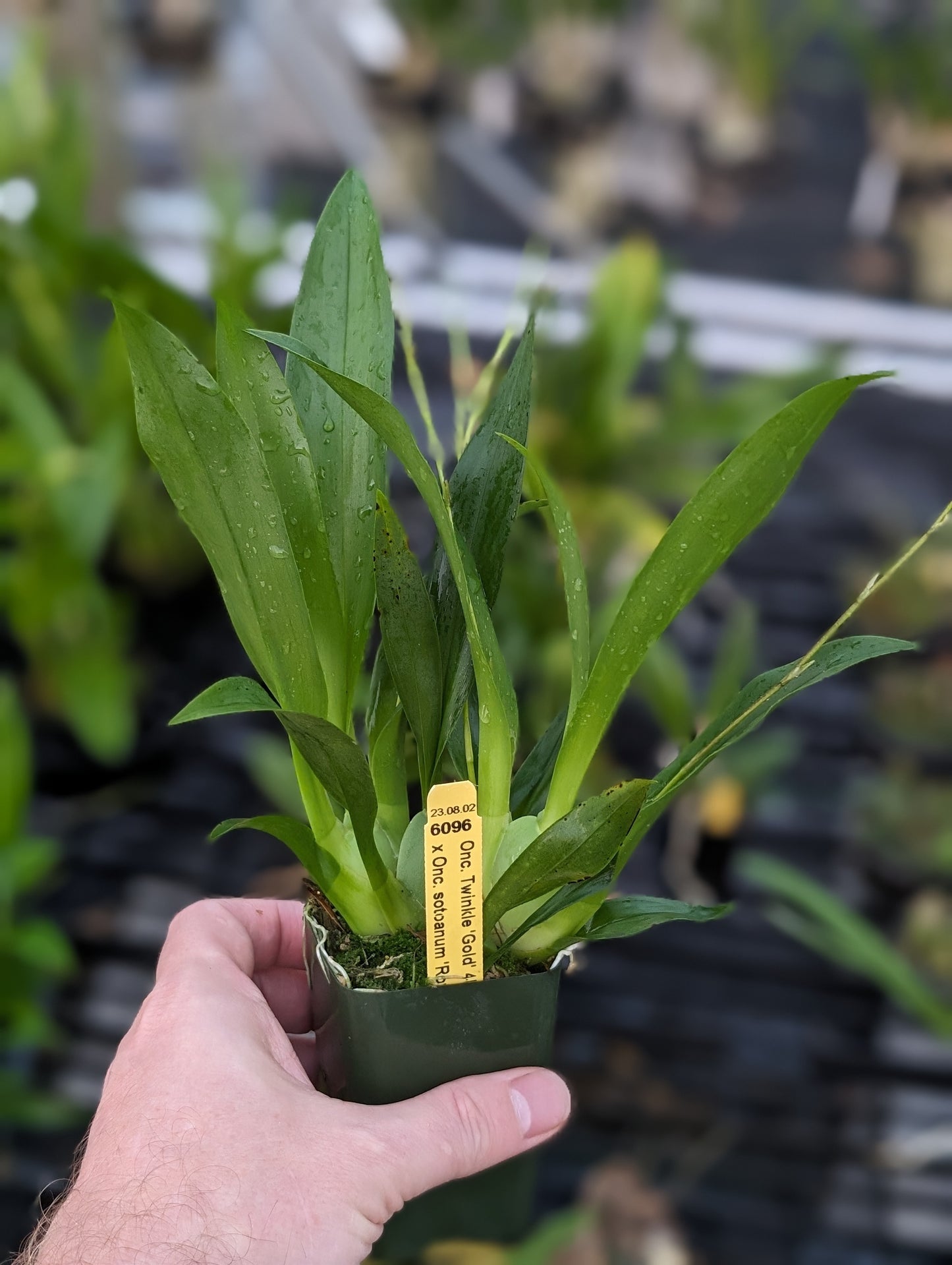 Oncidium Tsiku Marguerite | Live Orchid