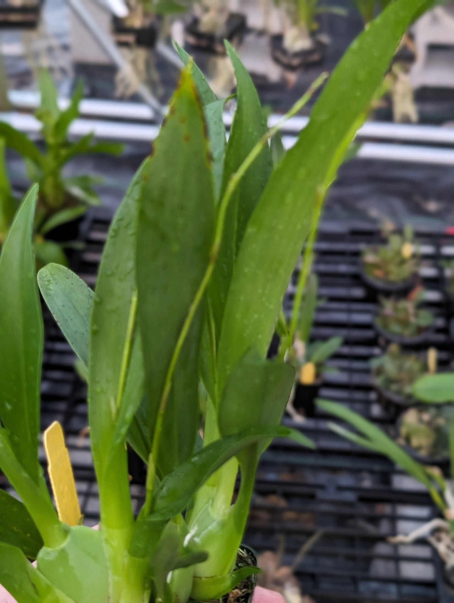 Oncidium Tsiku Marguerite | Live Orchid