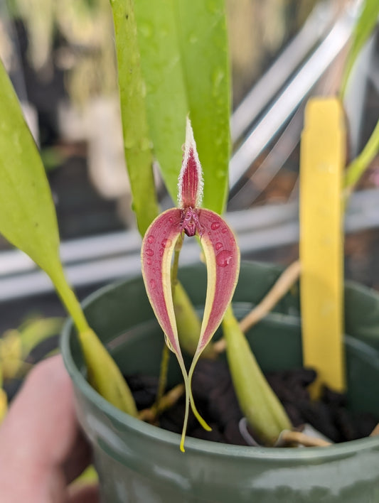 Bulbophyllum masdevalliaceum | Blooming size not in bloom | 3.5" pot live orchid