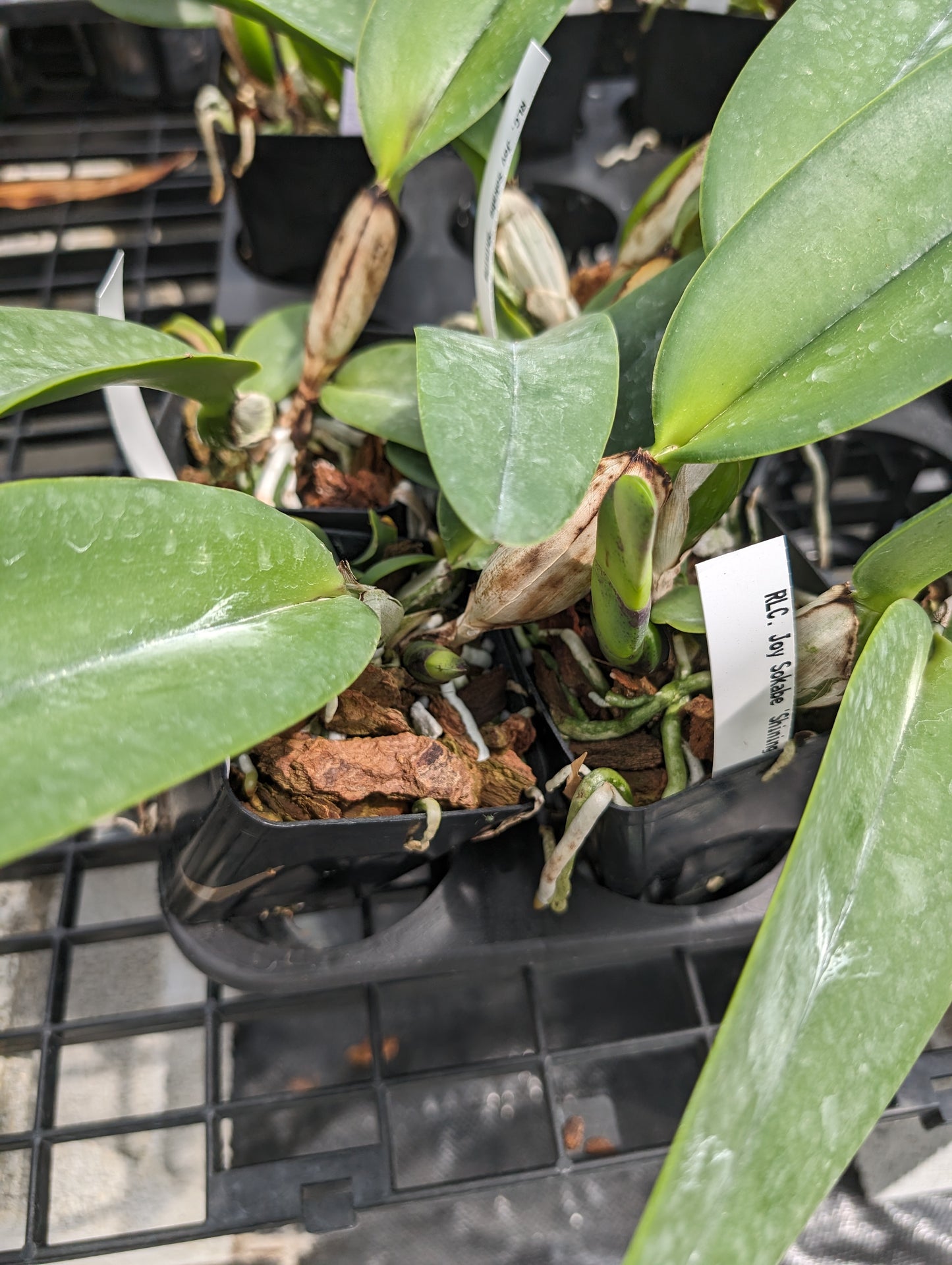 Rlc. Joy Sokabe 'Volcano' | BS not in blooom