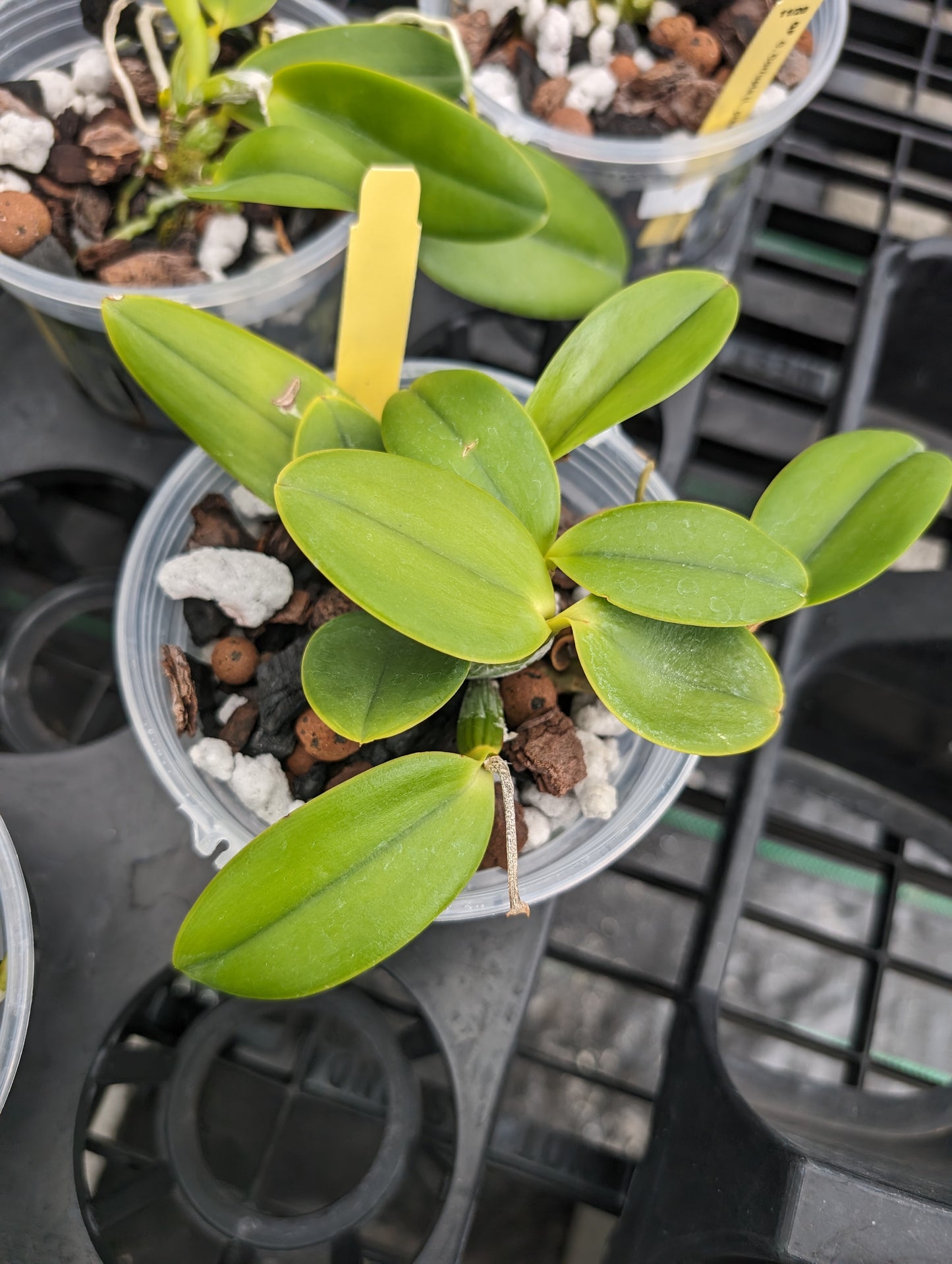 Cattleay Corrupta | Live blooming size orchid not in bloom