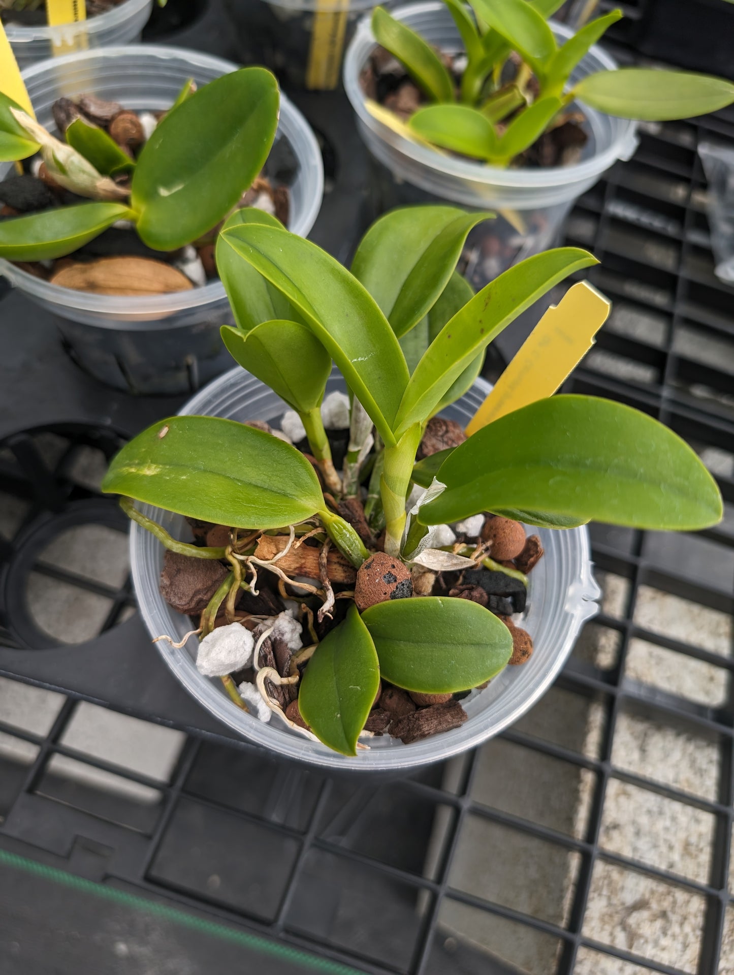 Cattleay Corrupta | Live blooming size orchid not in bloom
