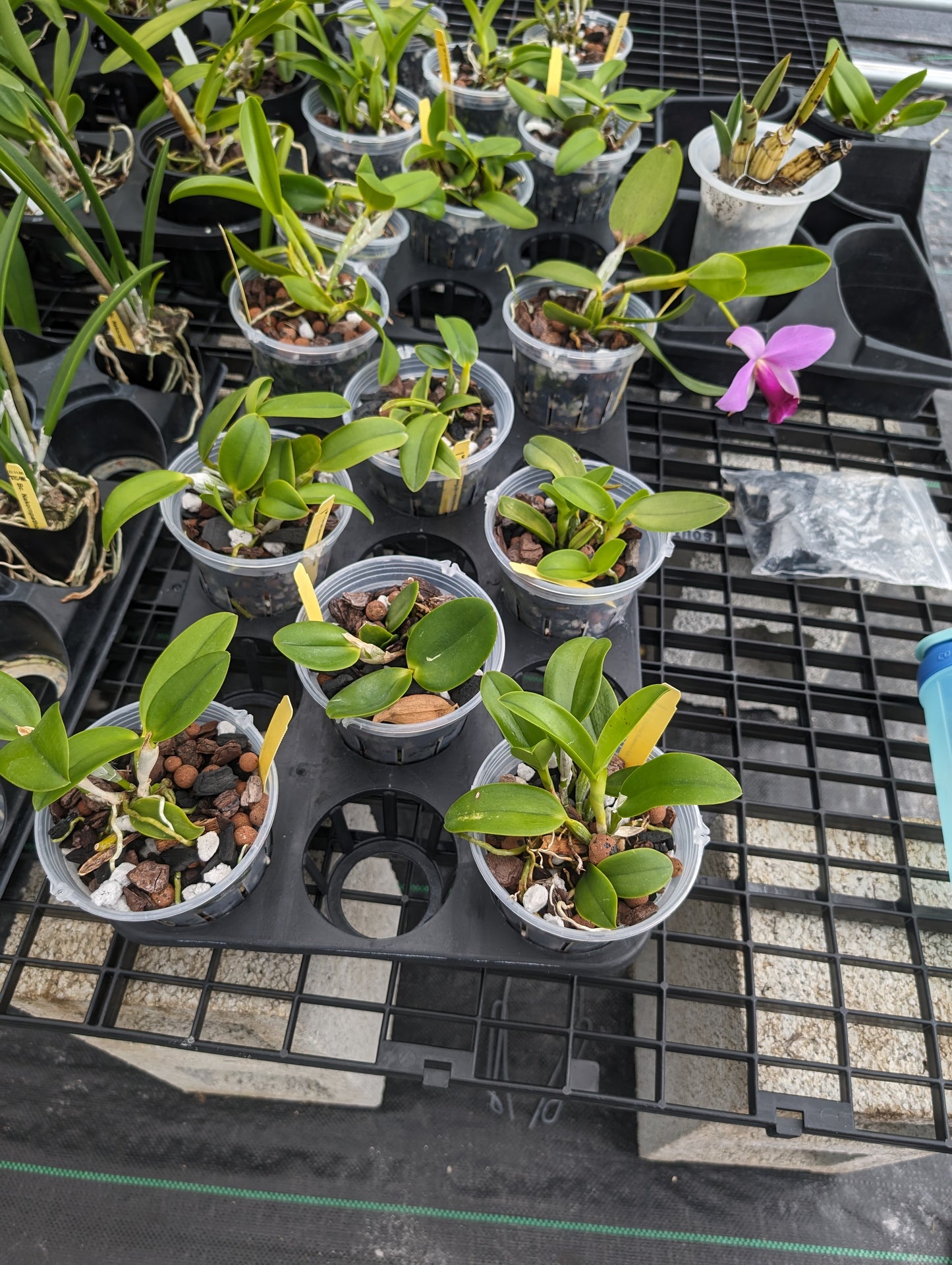 Cattleay Corrupta | Live blooming size orchid not in bloom