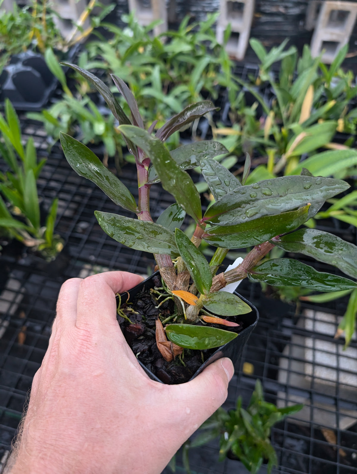 Den. Hibiki 'Tiny Bubbles' FCC/AOS | Blooming size not in bloom
