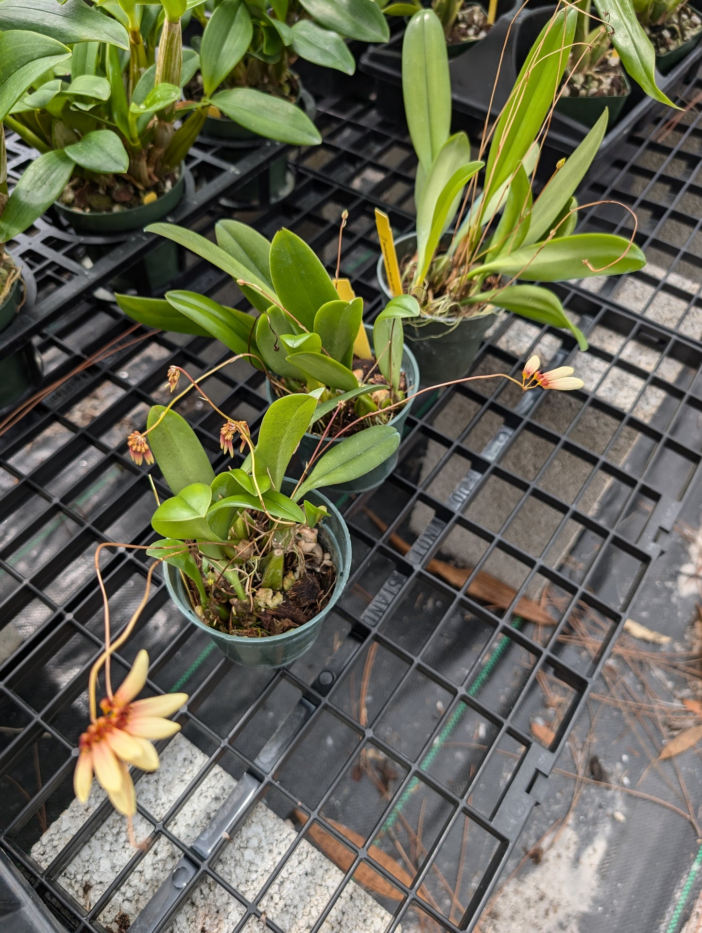Bulbophyllum Daisy Chain | BS not in spike