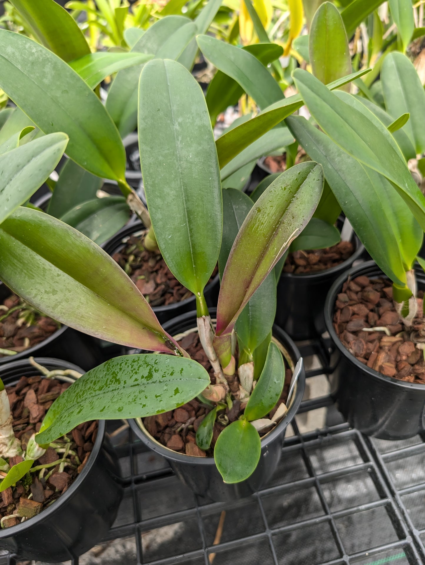 Rlc. Subprasert #1 | 5" pot (in Bud)