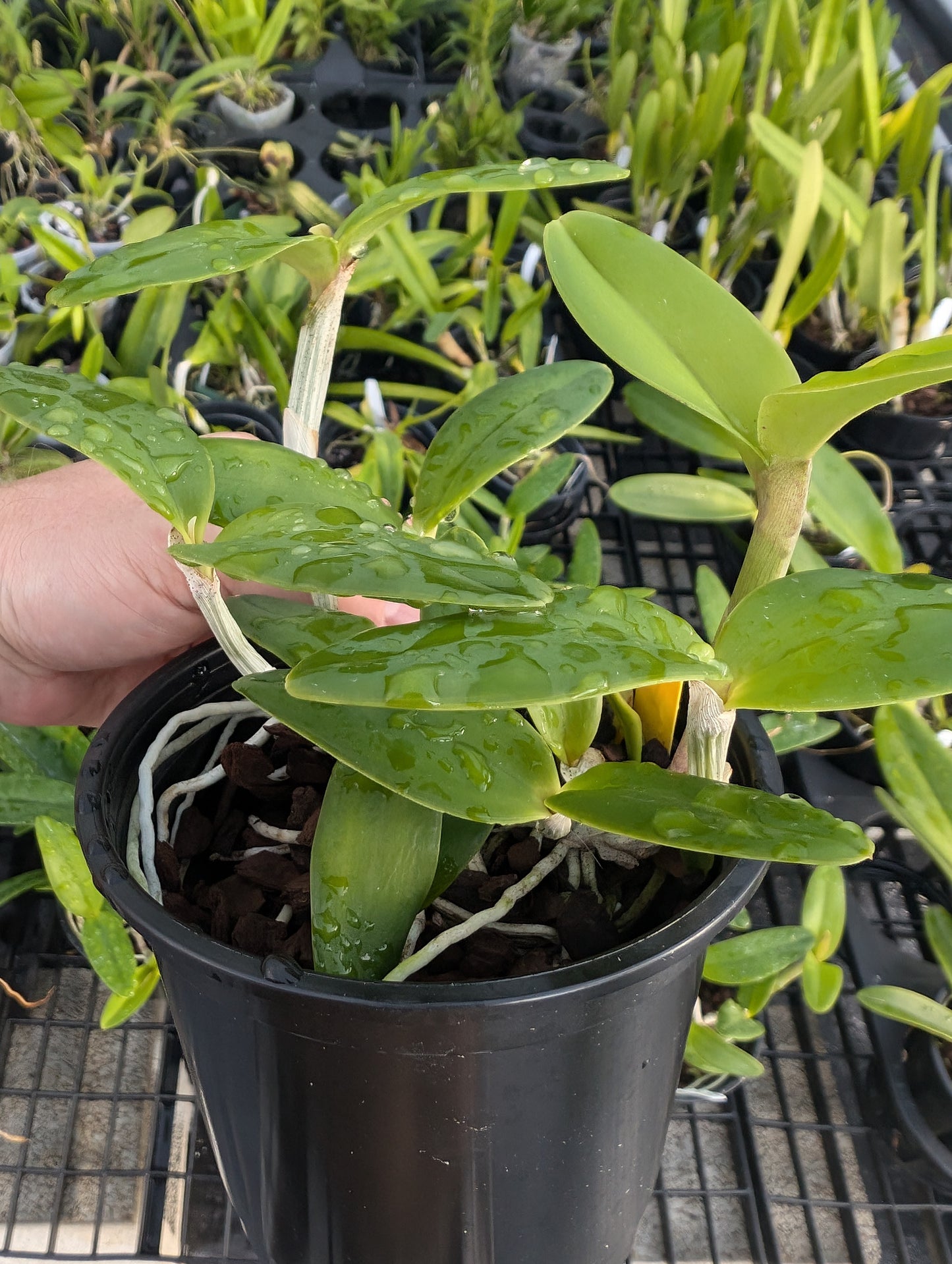 C. intermedia v. coerulea x v. amethystina 'Aranbeem' | Bloooming size orchid not in bloom