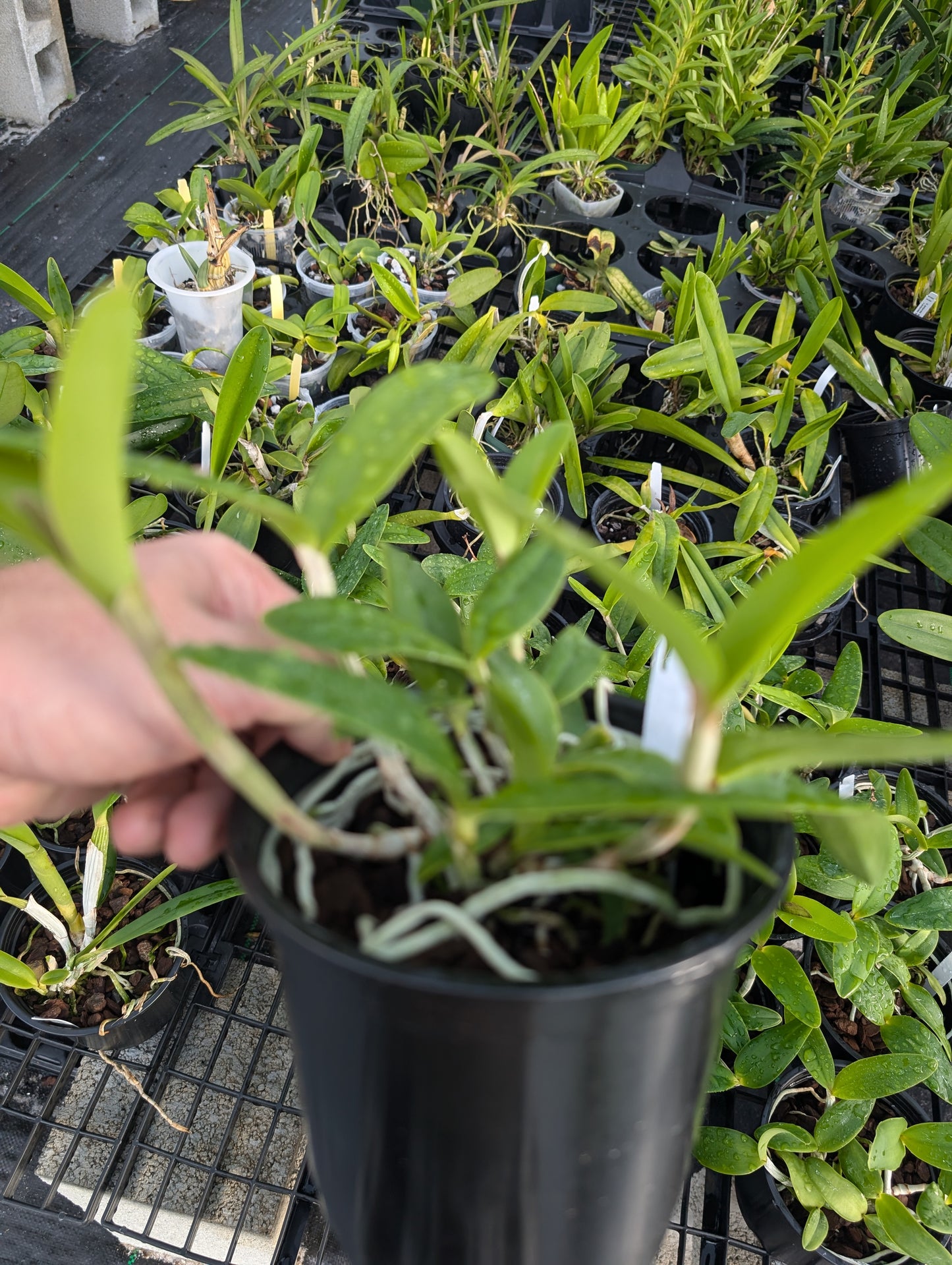 C. intermedia v. coerulea x v. amethystina 'Aranbeem' | Bloooming size orchid not in bloom
