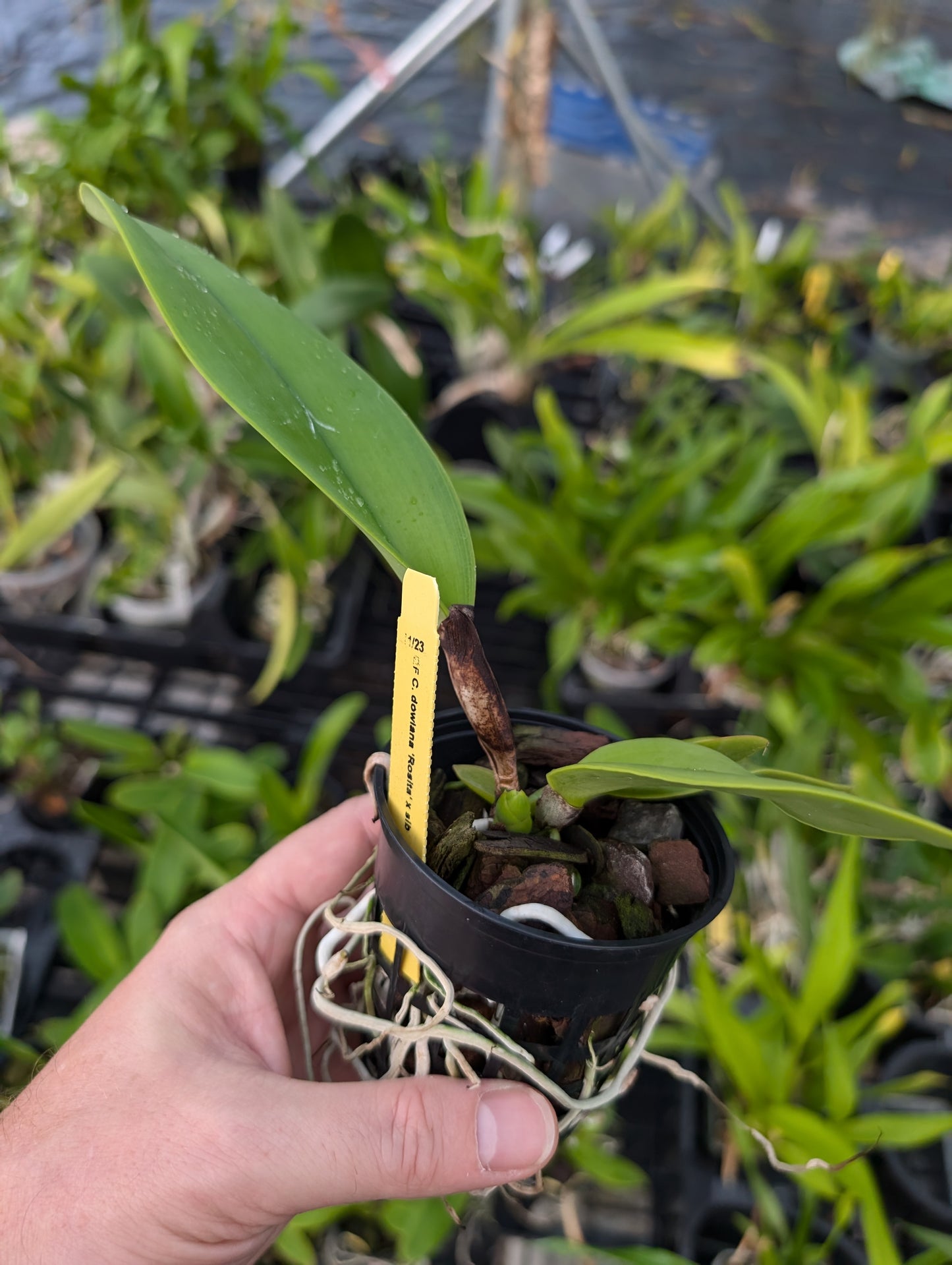 Cattleya dowiana var rosita | NBS | 3" pot