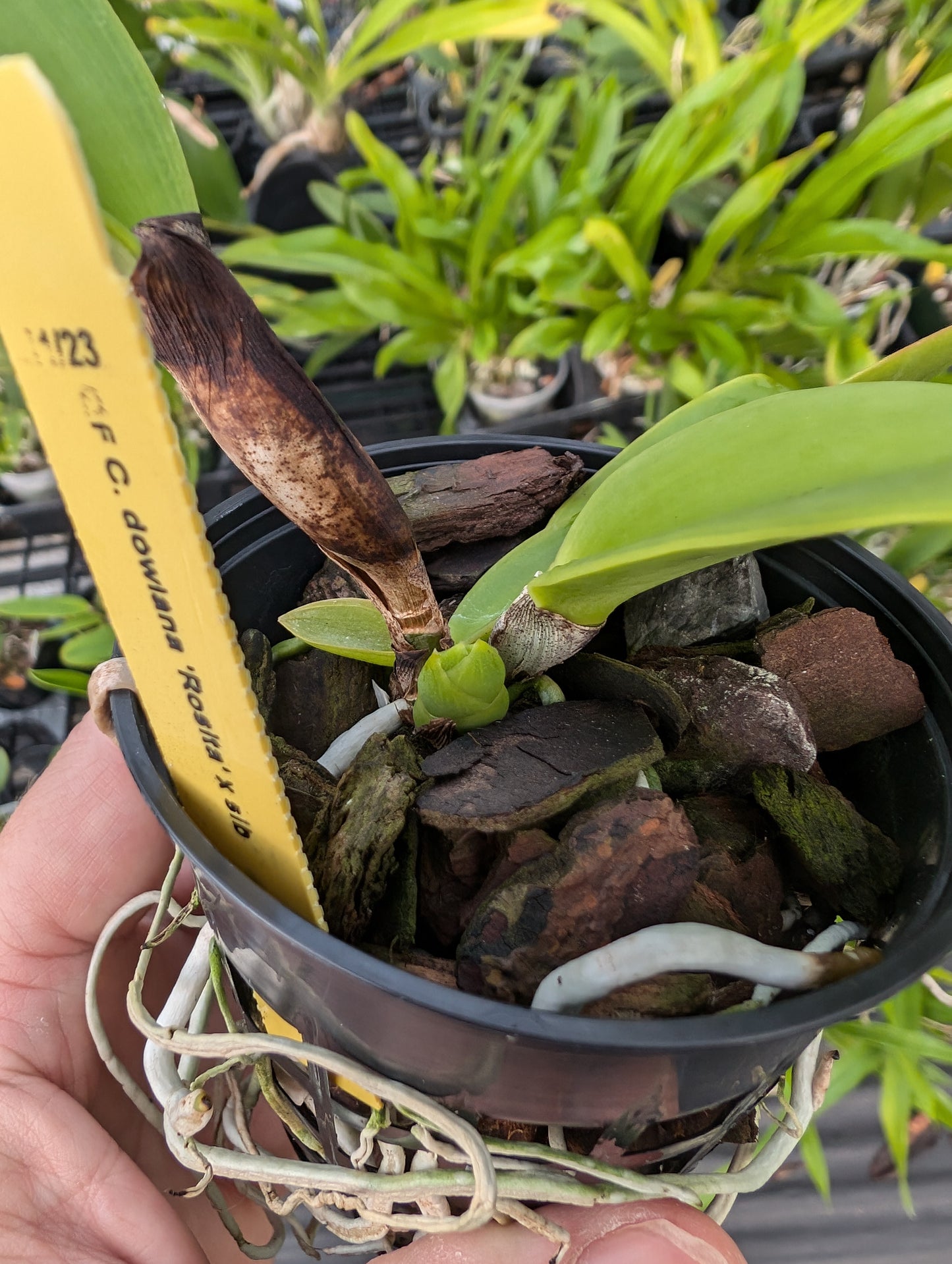 Cattleya dowiana var rosita | NBS | 3" pot