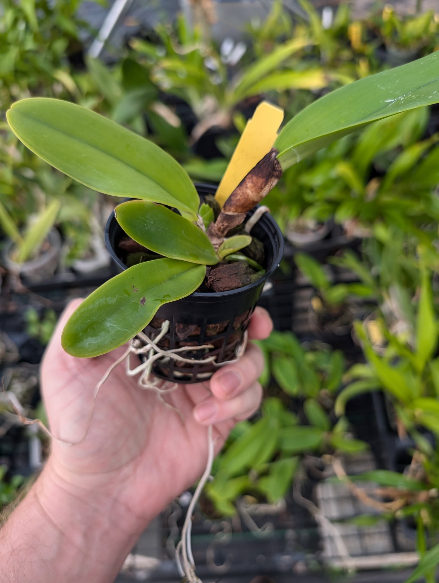 Cattleya dowiana var rosita | NBS | 3" pot