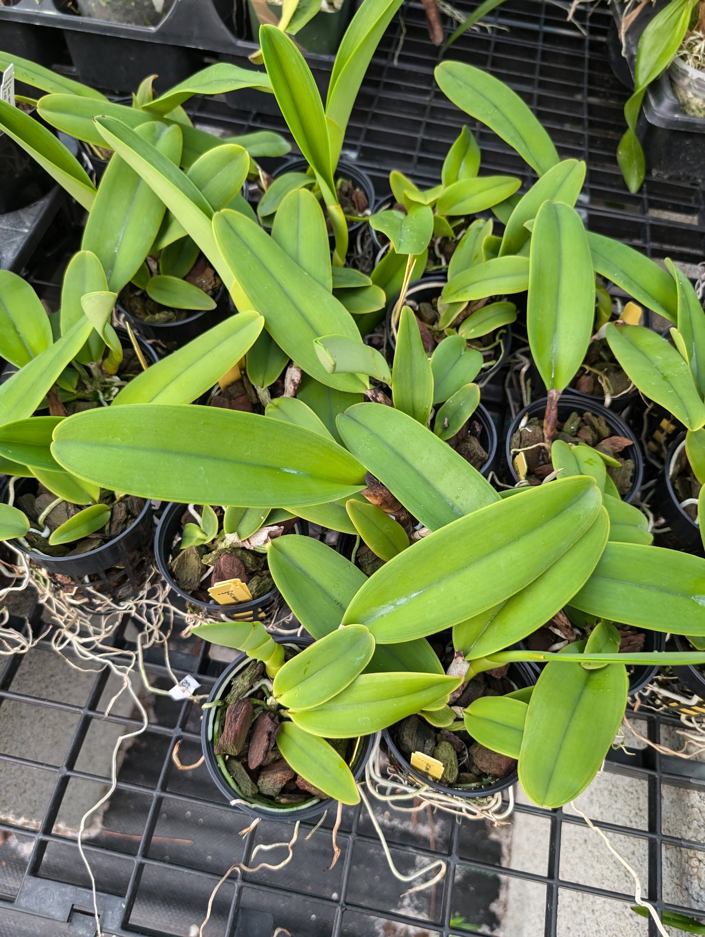 Cattleya dowiana var rosita | NBS | 3" pot