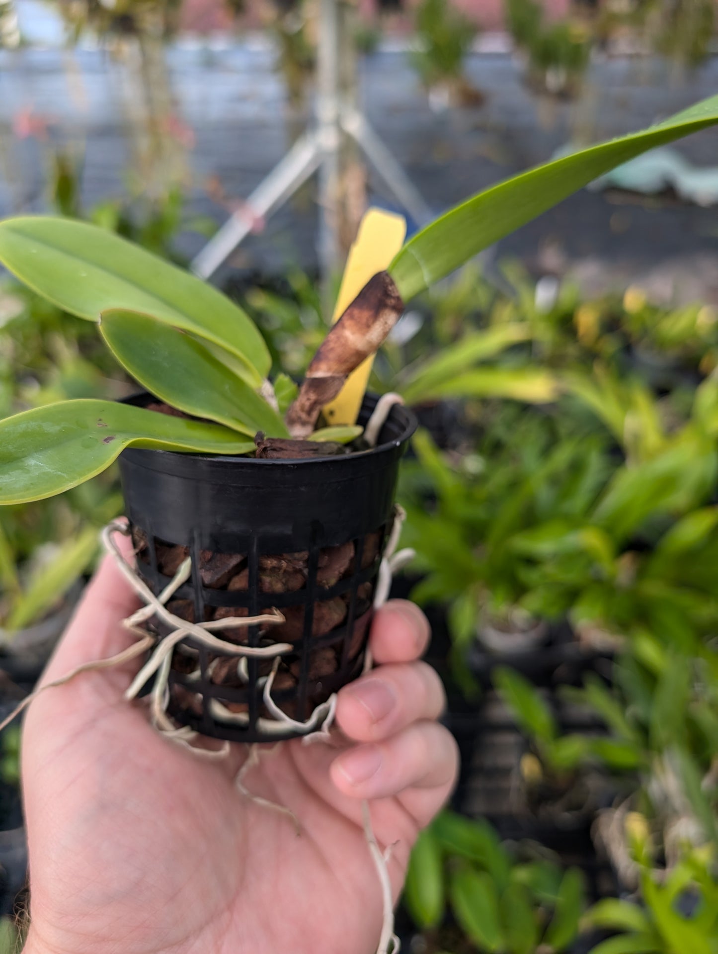 Cattleya dowiana var rosita | NBS | 3" pot