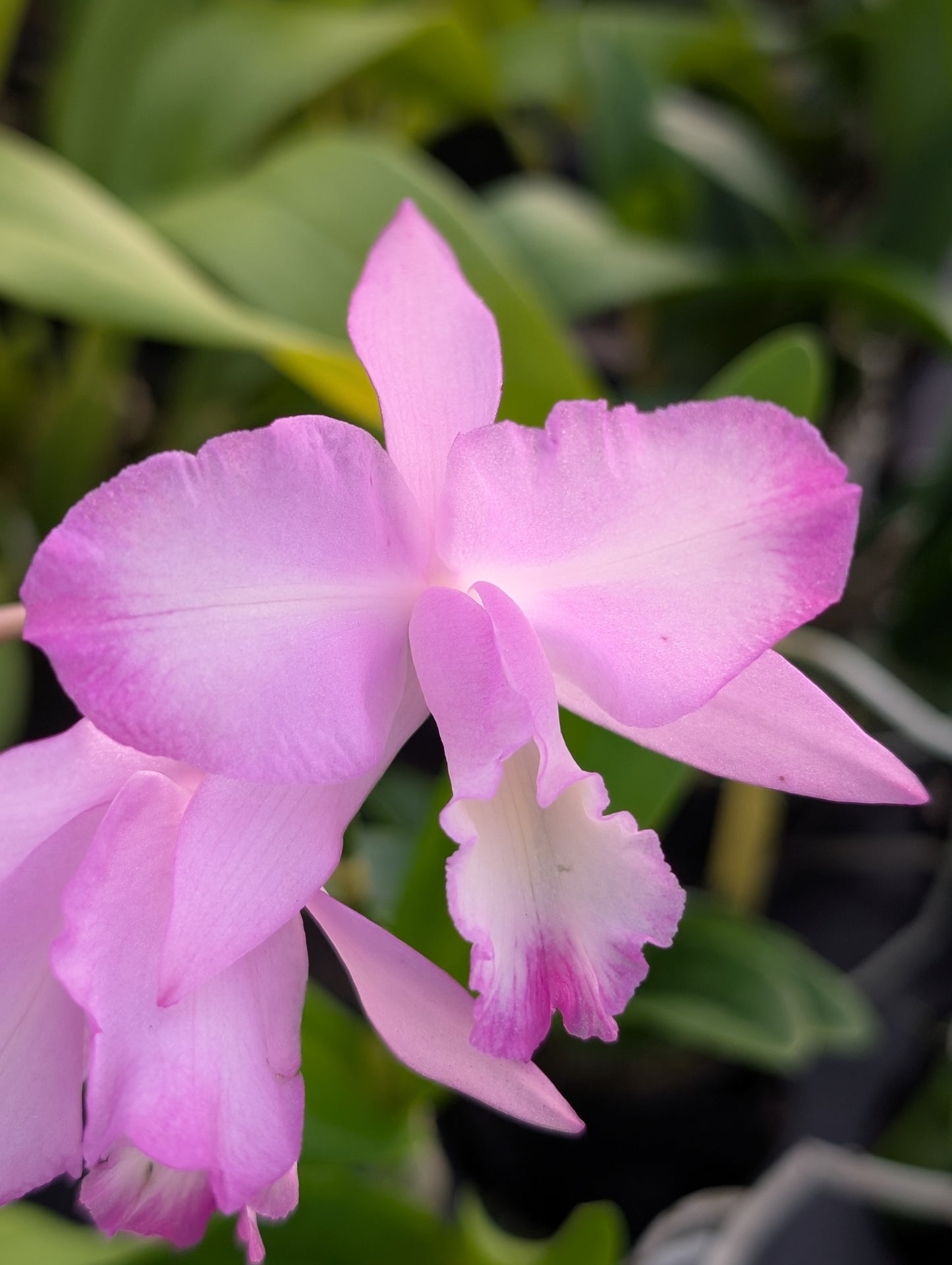 Guaricattonia Selsal's Little Jewel | Bloooming size not in bloom