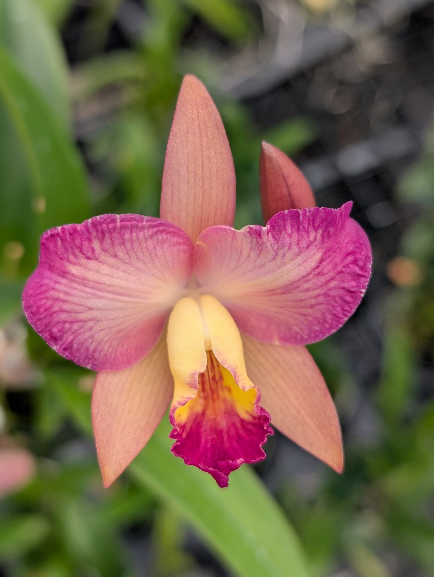 Guaricattonia Selsal's Little Jewel | Bloooming size not in bloom