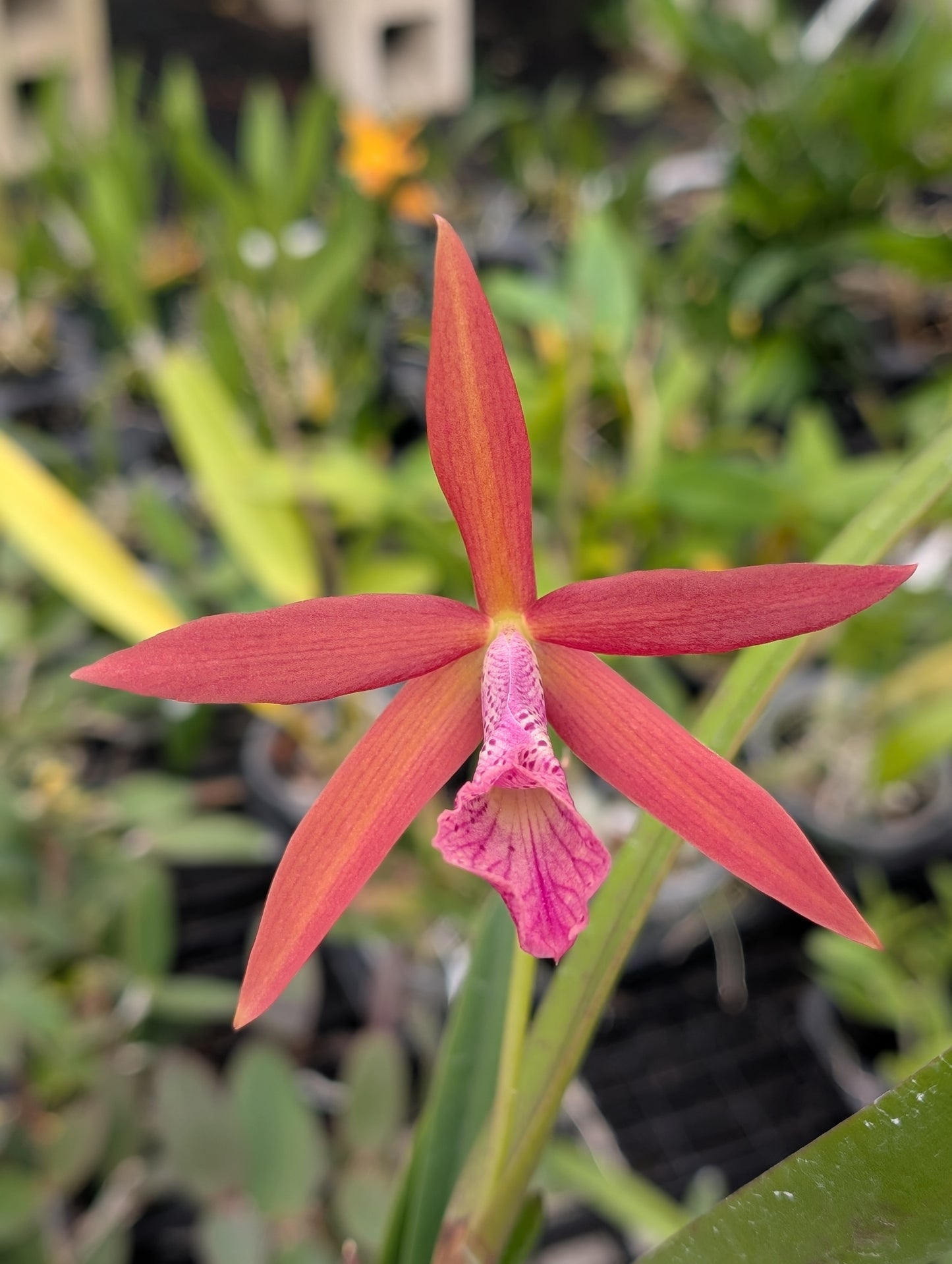 Brassocattleya Golden Glory | BS | 3.5" pots
