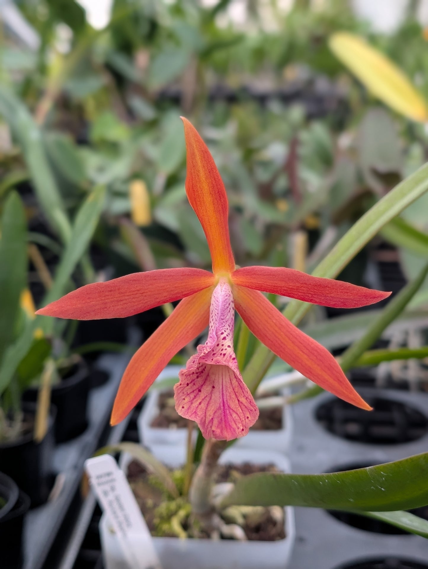 Brassocattleya Golden Glory | BS | 3.5" pots