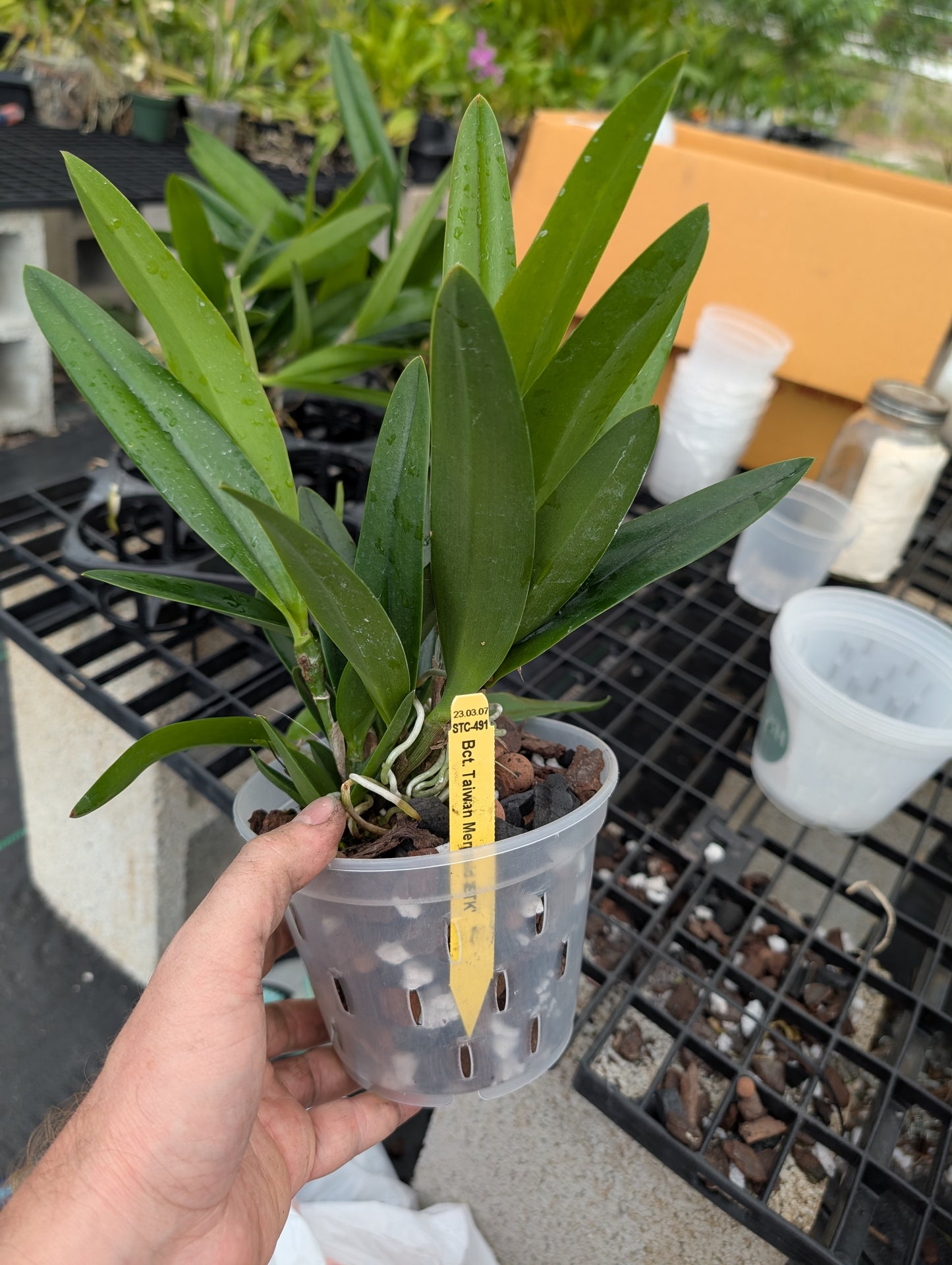 Brassocatanthe Taiwan Mermaid 'STK' | BS