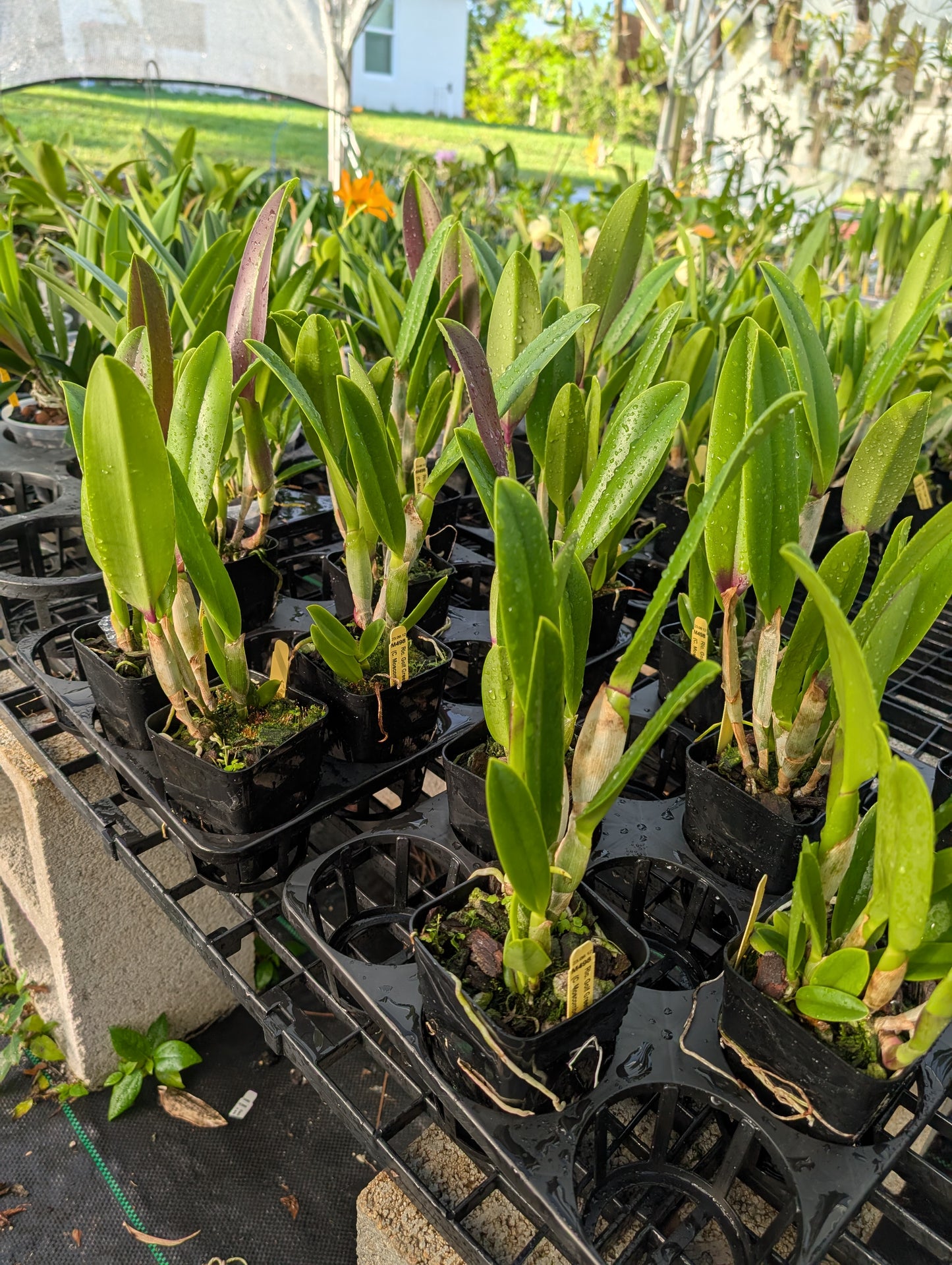 Rlc. Golf Green 'Hair Pig' | Blooming size not in bloom | Mounted