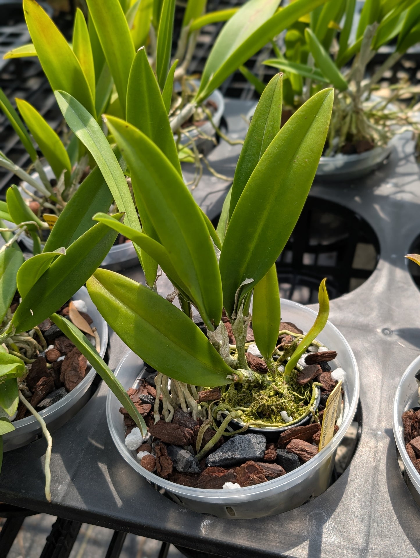 Bc. Elizabeth 4N | Live Blooming Size Fragrant Orchid