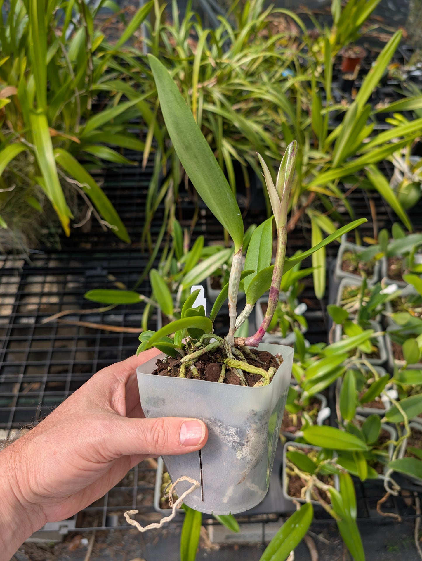 Bc. Hippodamia x C. Small World