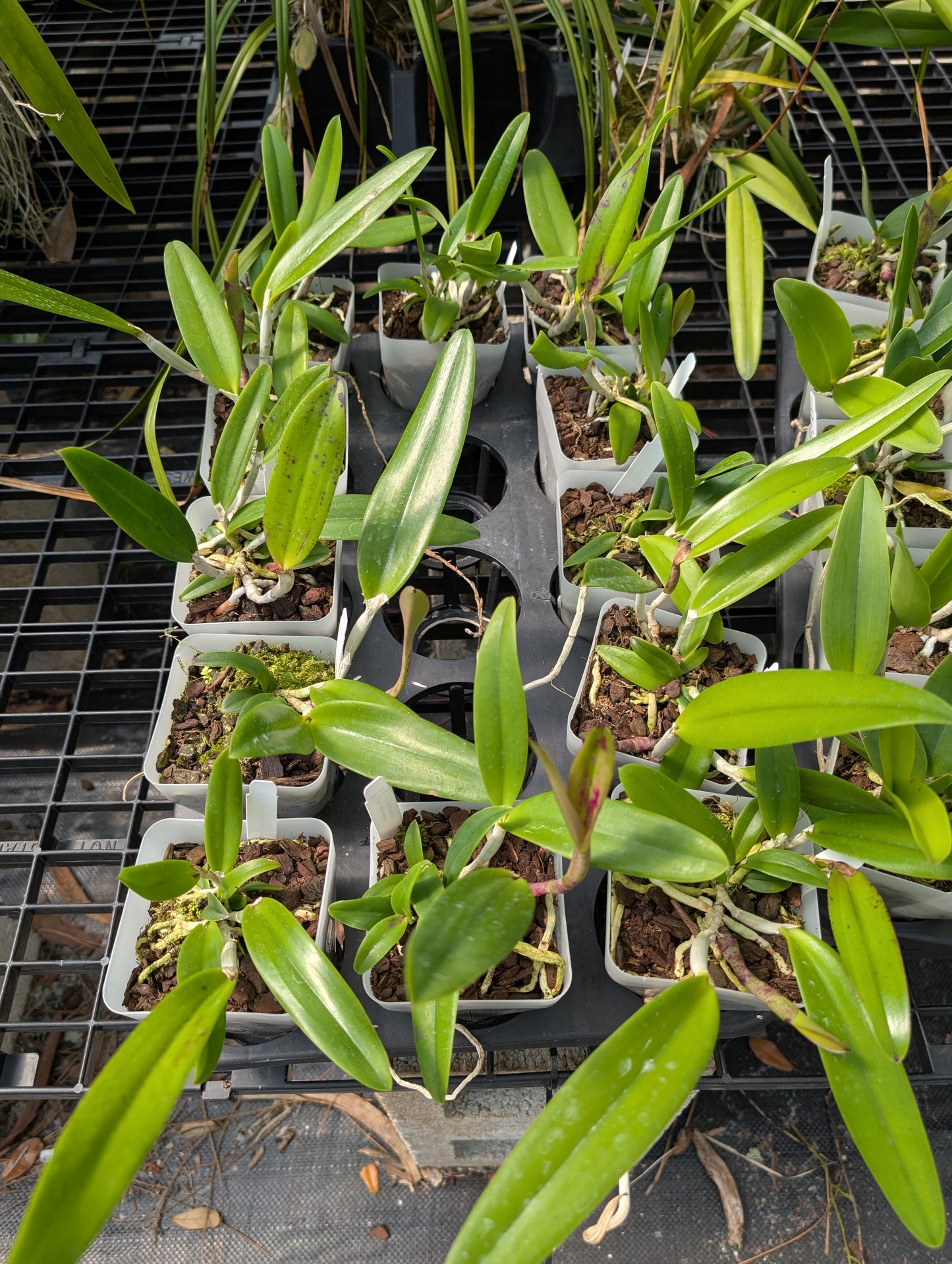 Bc. Hippodamia x C. Small World