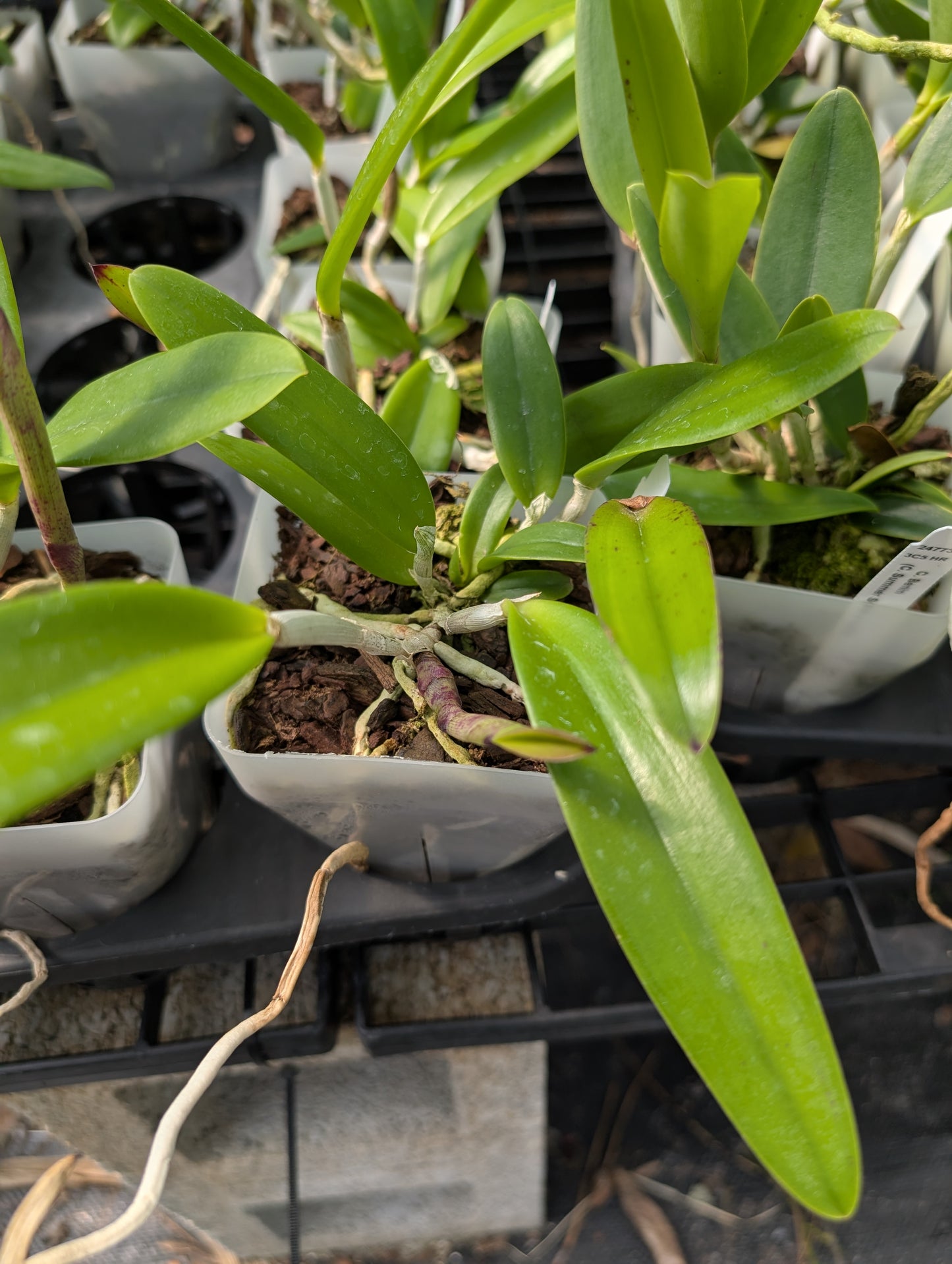 Bc. Hippodamia x C. Small World