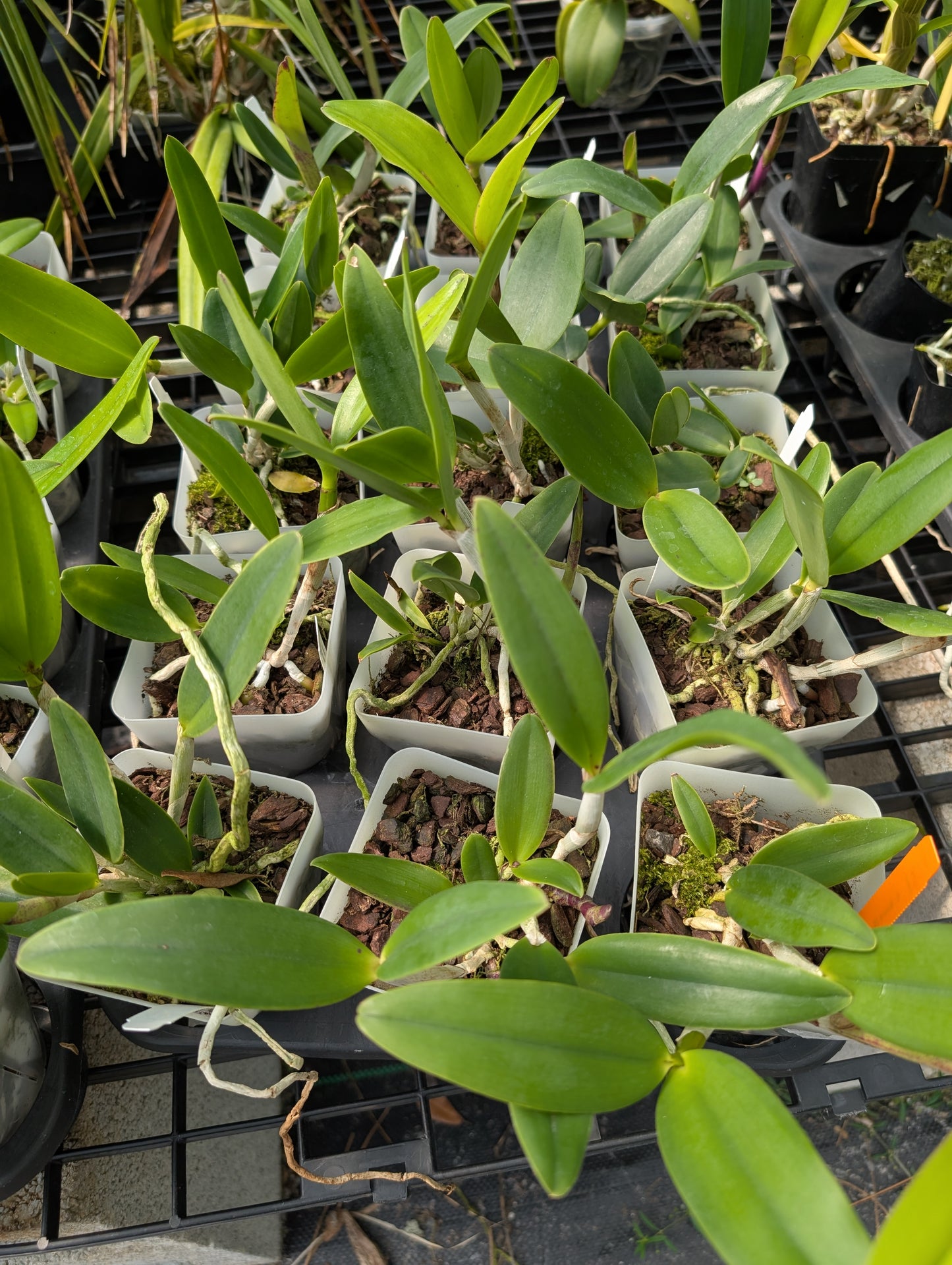 Bc. Hippodamia x C. Small World