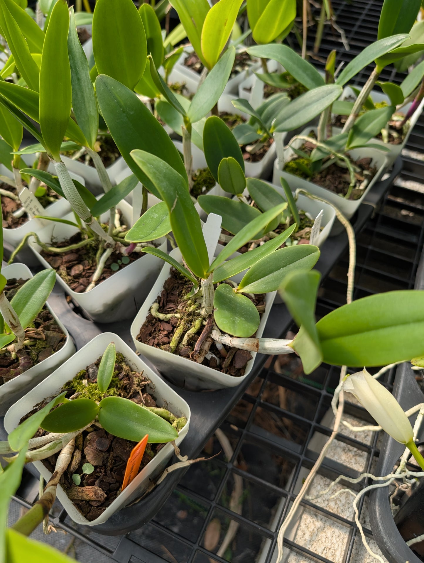 Bc. Hippodamia x C. Small World