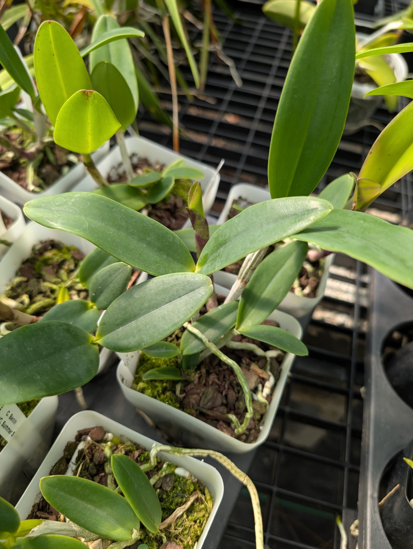 Bc. Hippodamia x C. Small World