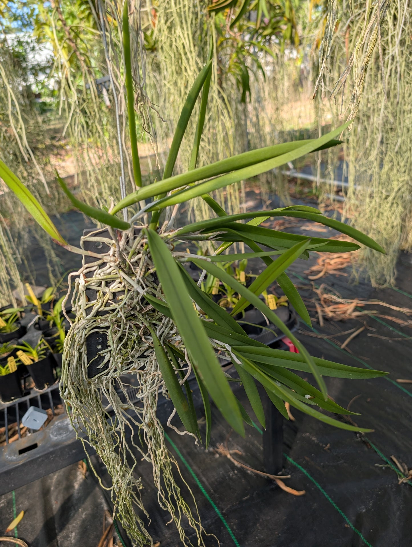 Cattleya Peckaviensis x Brassavola Rediculous | Blloming size not in bloom.