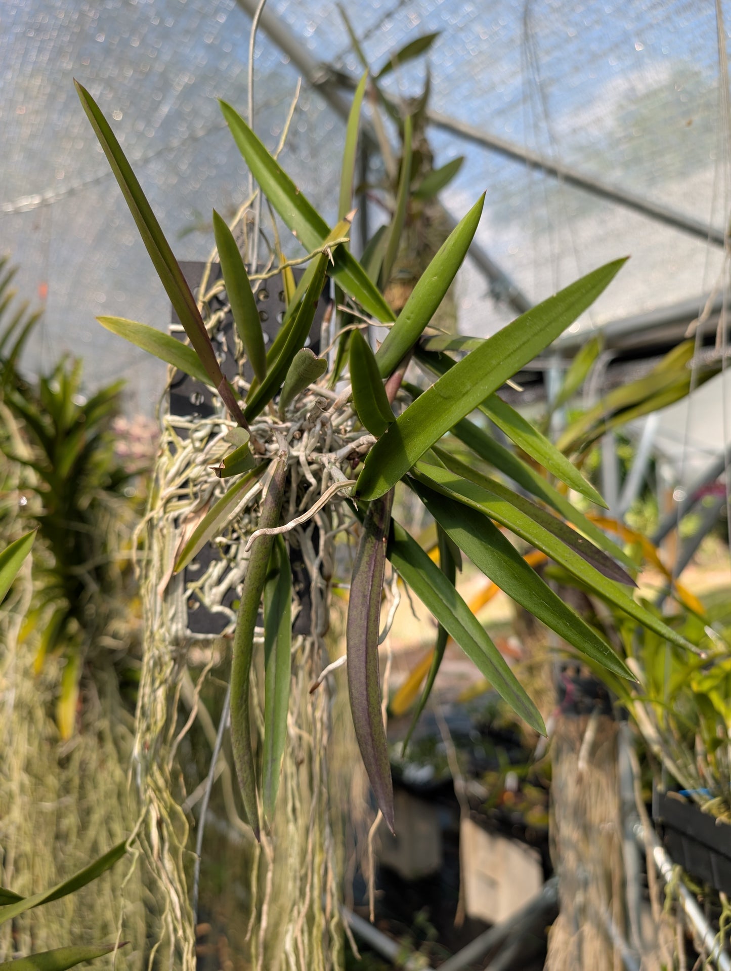 Cattleya Peckaviensis x Brassavola Rediculous | Blloming size not in bloom.