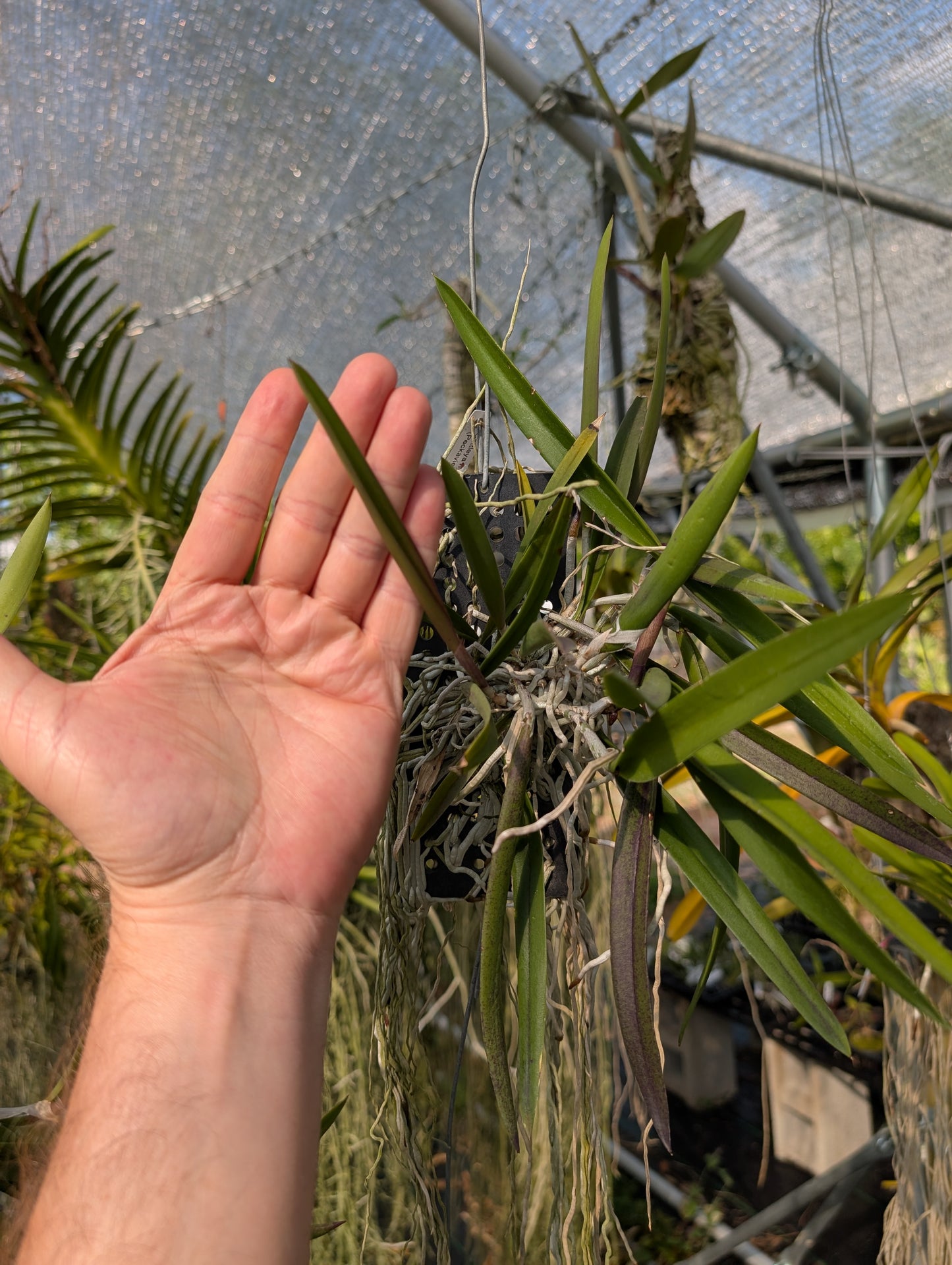 Cattleya Peckaviensis x Brassavola Rediculous | Blloming size not in bloom.