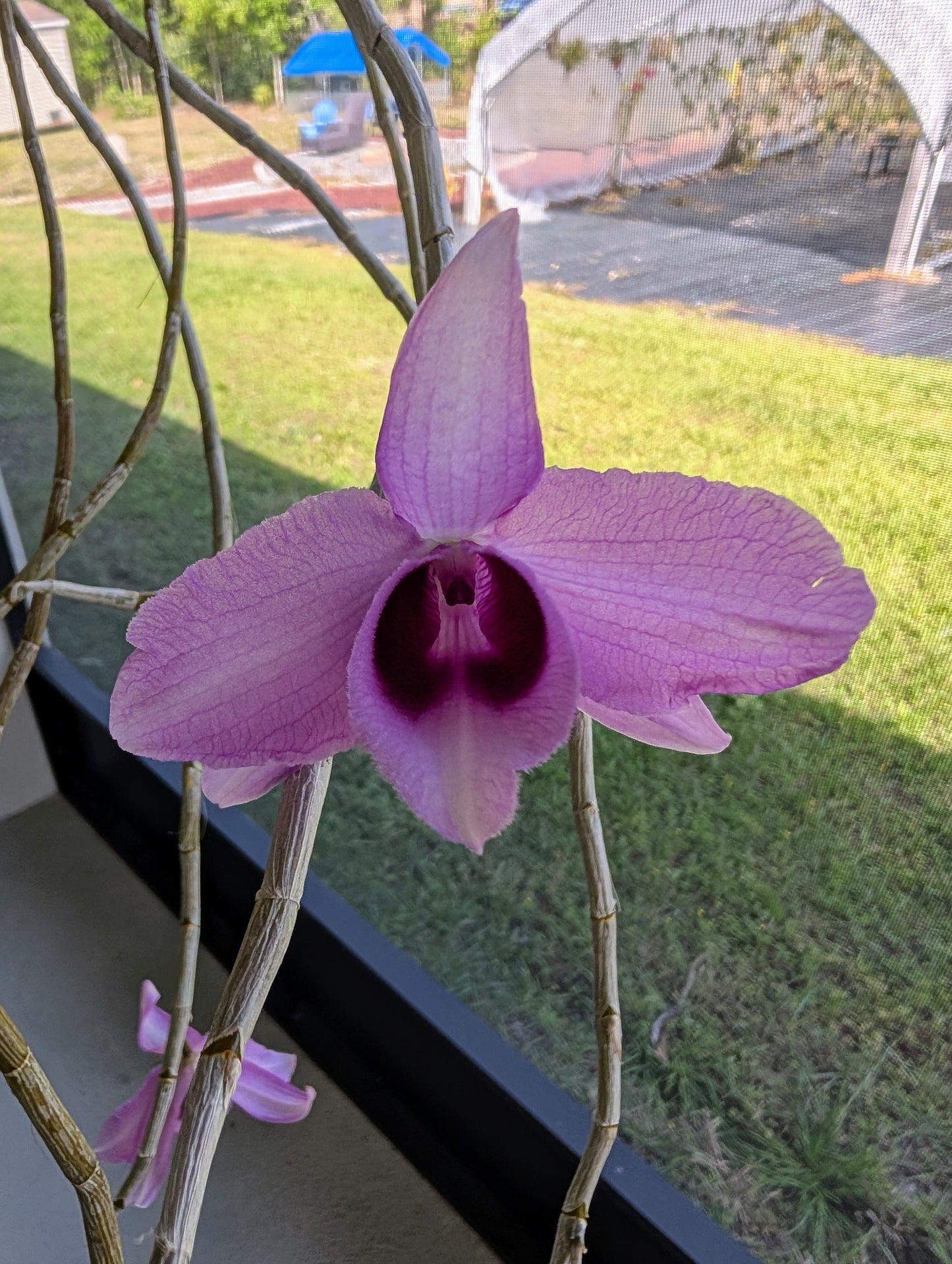 Dendrobium anosmum x anosmum 'A touch of Class'