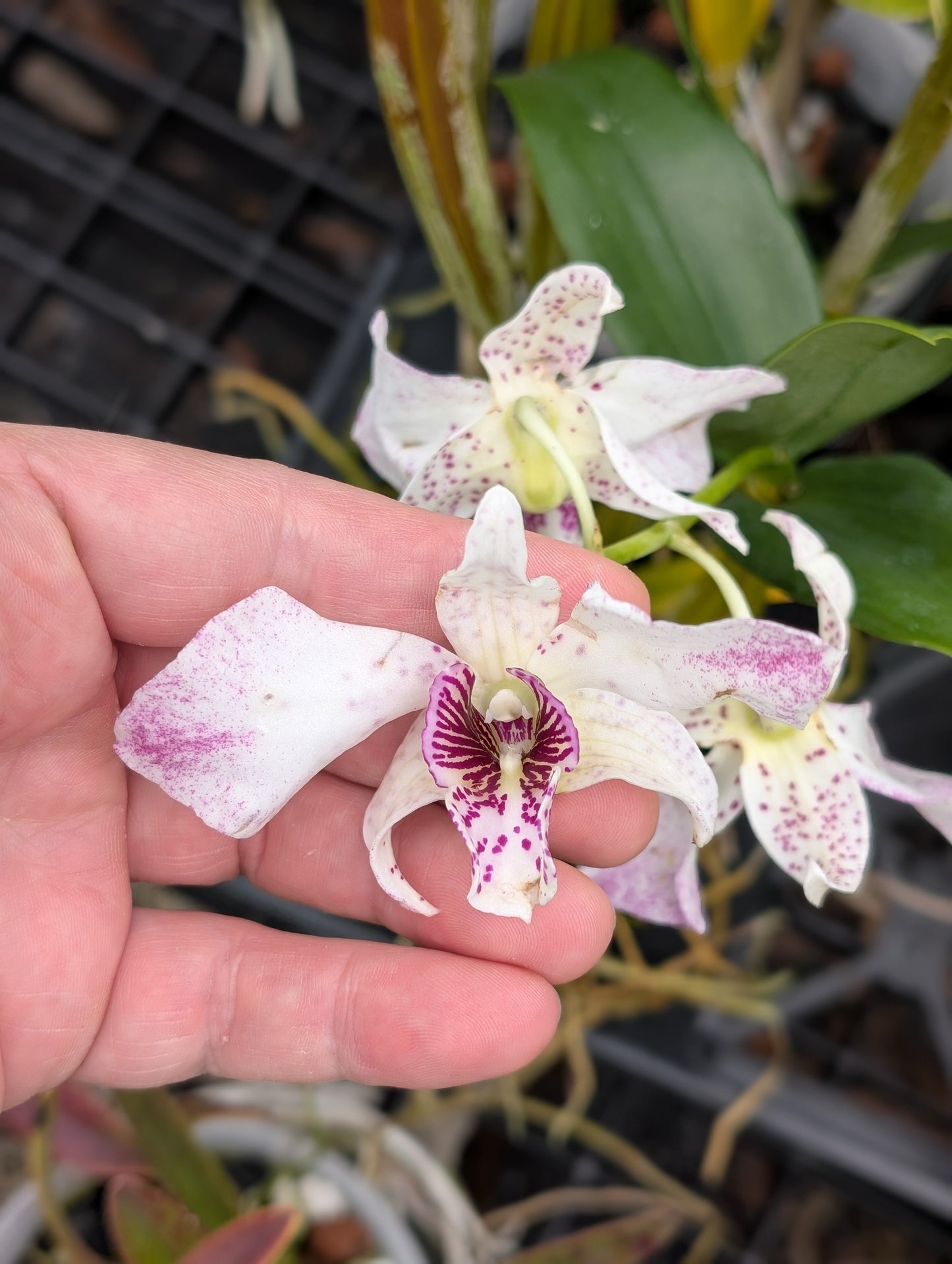 Den. Roy Tokunaga ‘Semi alba’ x sib | 4" Pots