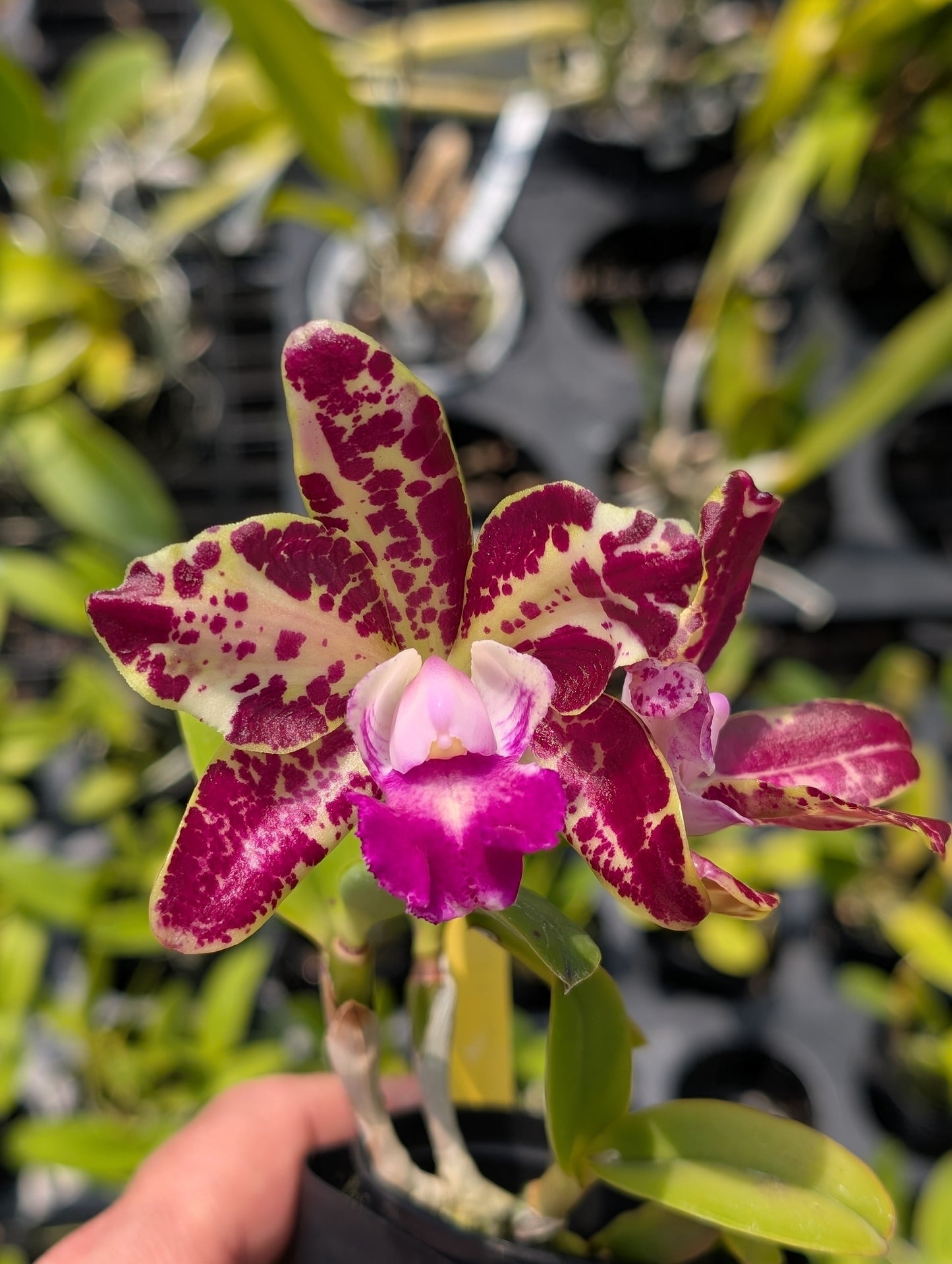 C. Royal Congnac 'Wilson' x Rlc. Stippled Sunset 'C.H'