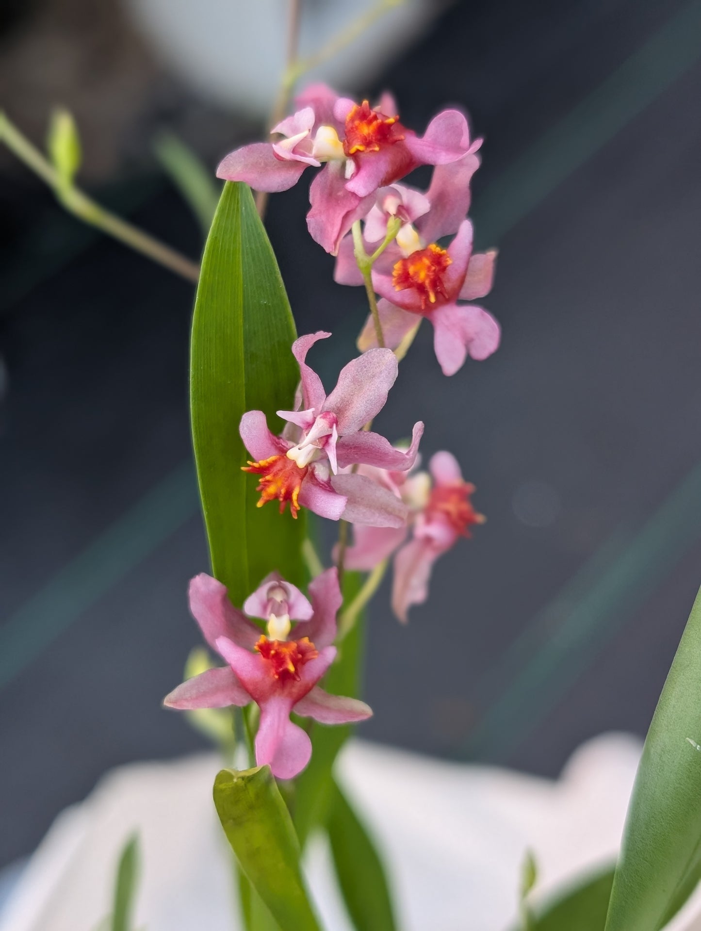 In SPIKE Oncidium Twinkle Pink Profusion