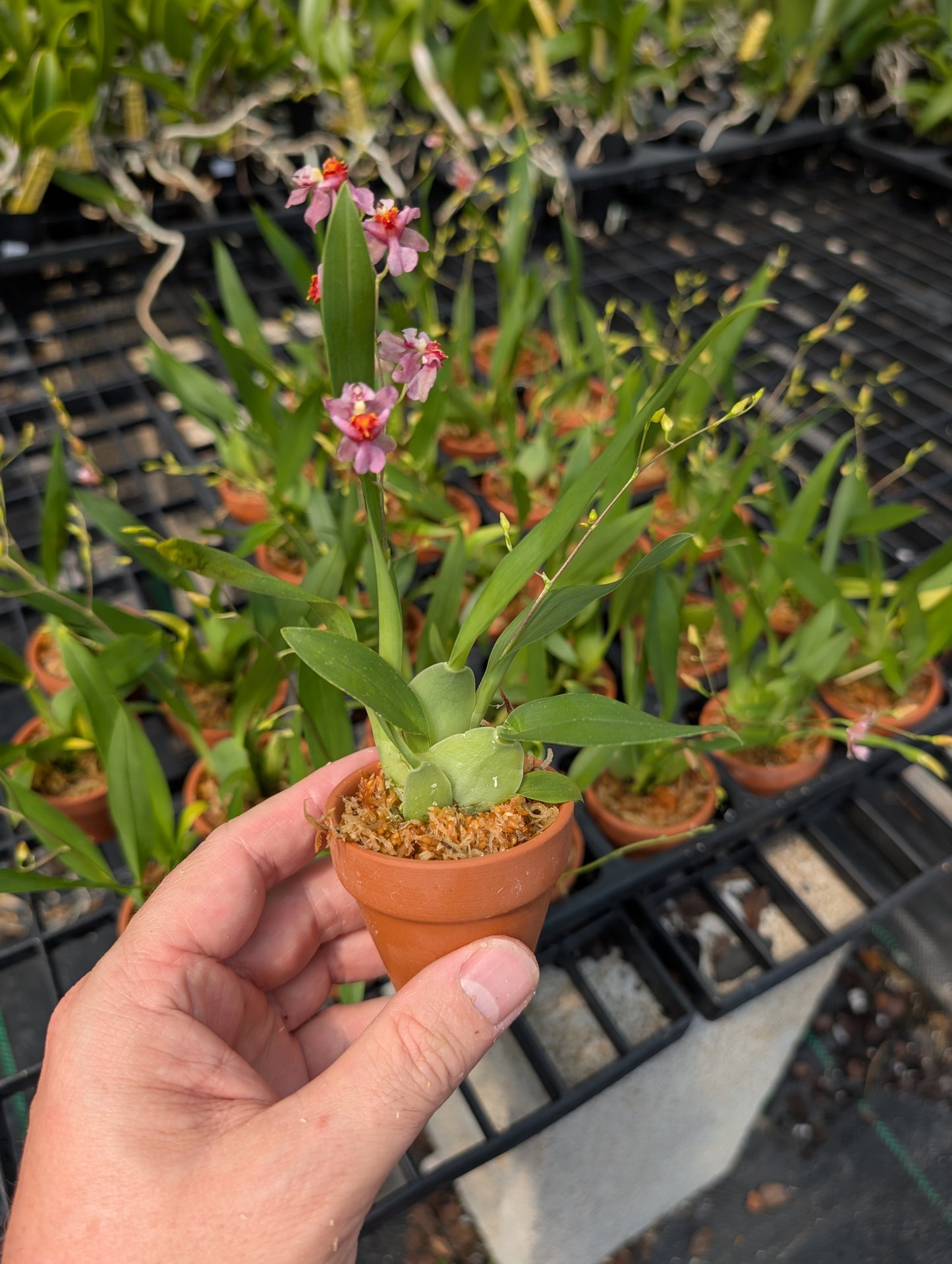 In SPIKE Oncidium Twinkle Pink Profusion