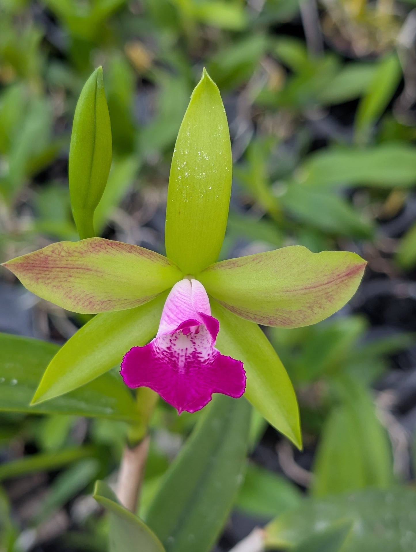 Bc. Gulfshore's Beauty 'Green Gem' x Rlc. Stippled Sunset