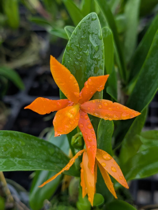 Gcy. QF 'alani Pua (aurantiaca x vitellina) | BS