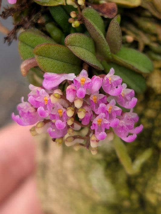 Schoenorchis seidenfadenii | BS