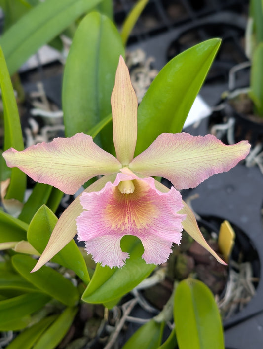 Rcv. QF Na ahi o Pele (B. David Sander x C. dowiana) | BS not bloom