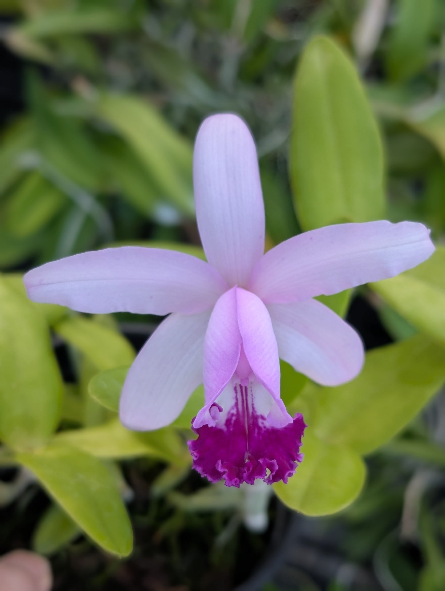 C. intermedia v. coerulea x v. amethystina 'Aranbeem' | Bloooming size orchid not in bloom