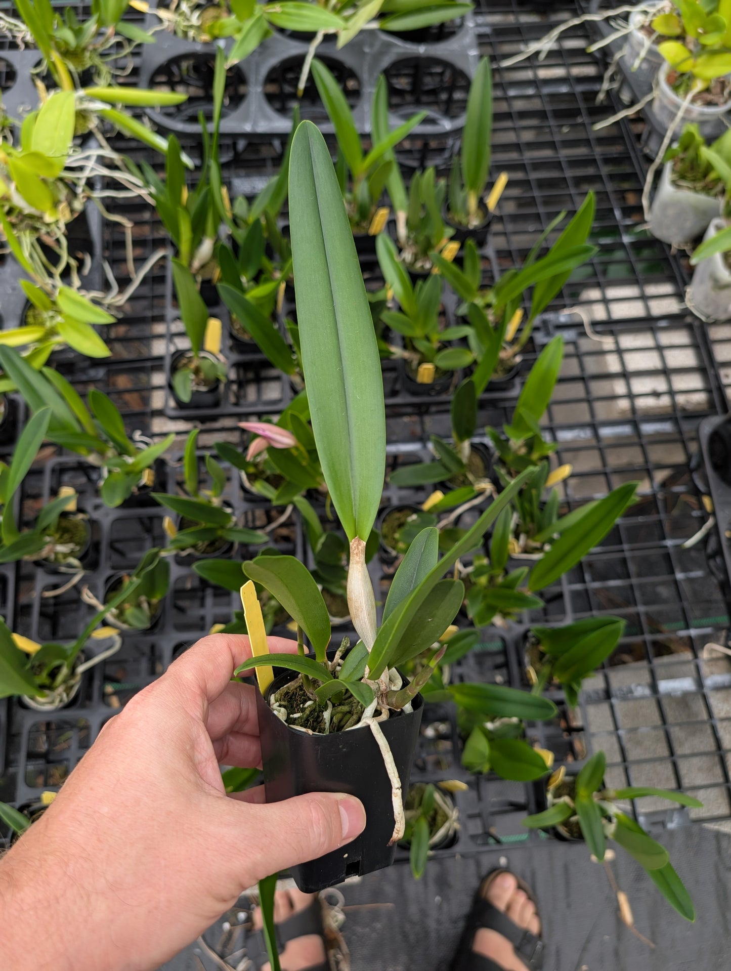 B. nodosa x C. Canhamiana | BS not in bloom