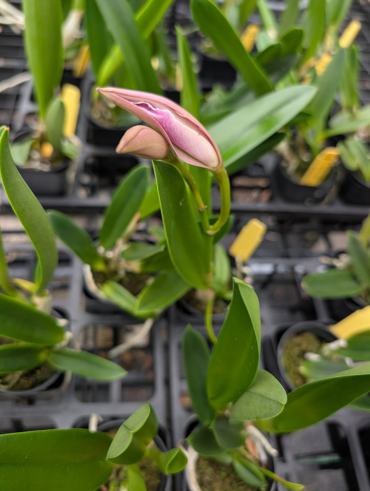B. nodosa x C. Canhamiana | BS not in bloom